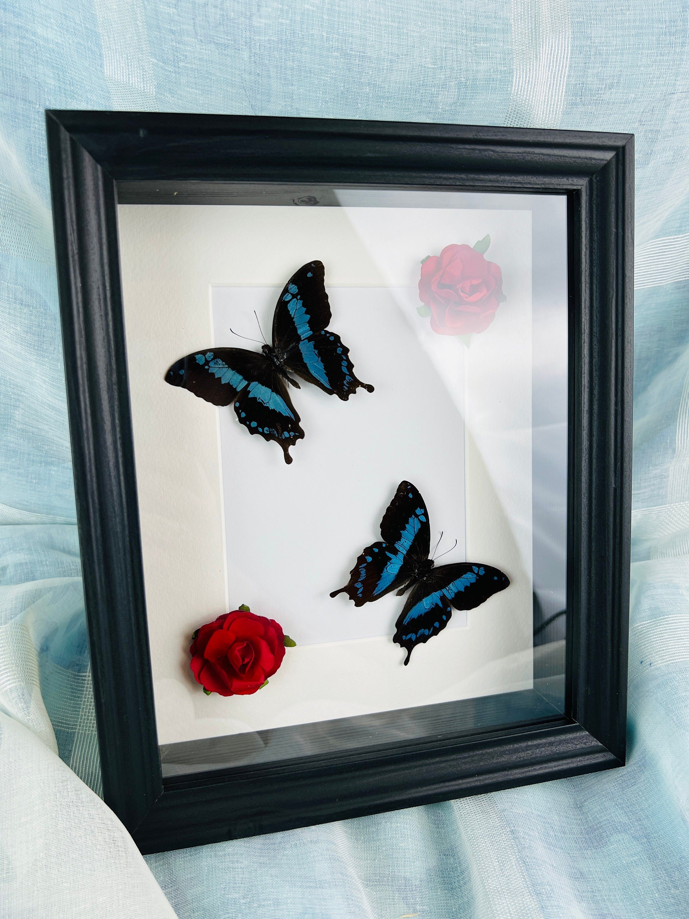 Papilio Oribazus met rozen in lijst