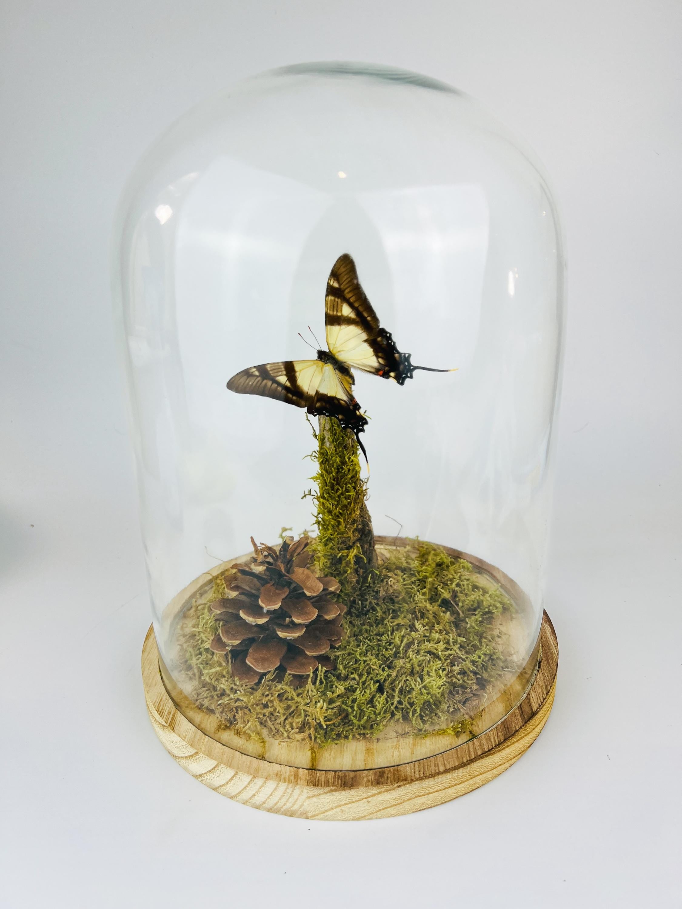 Eurytides Serville in stolp