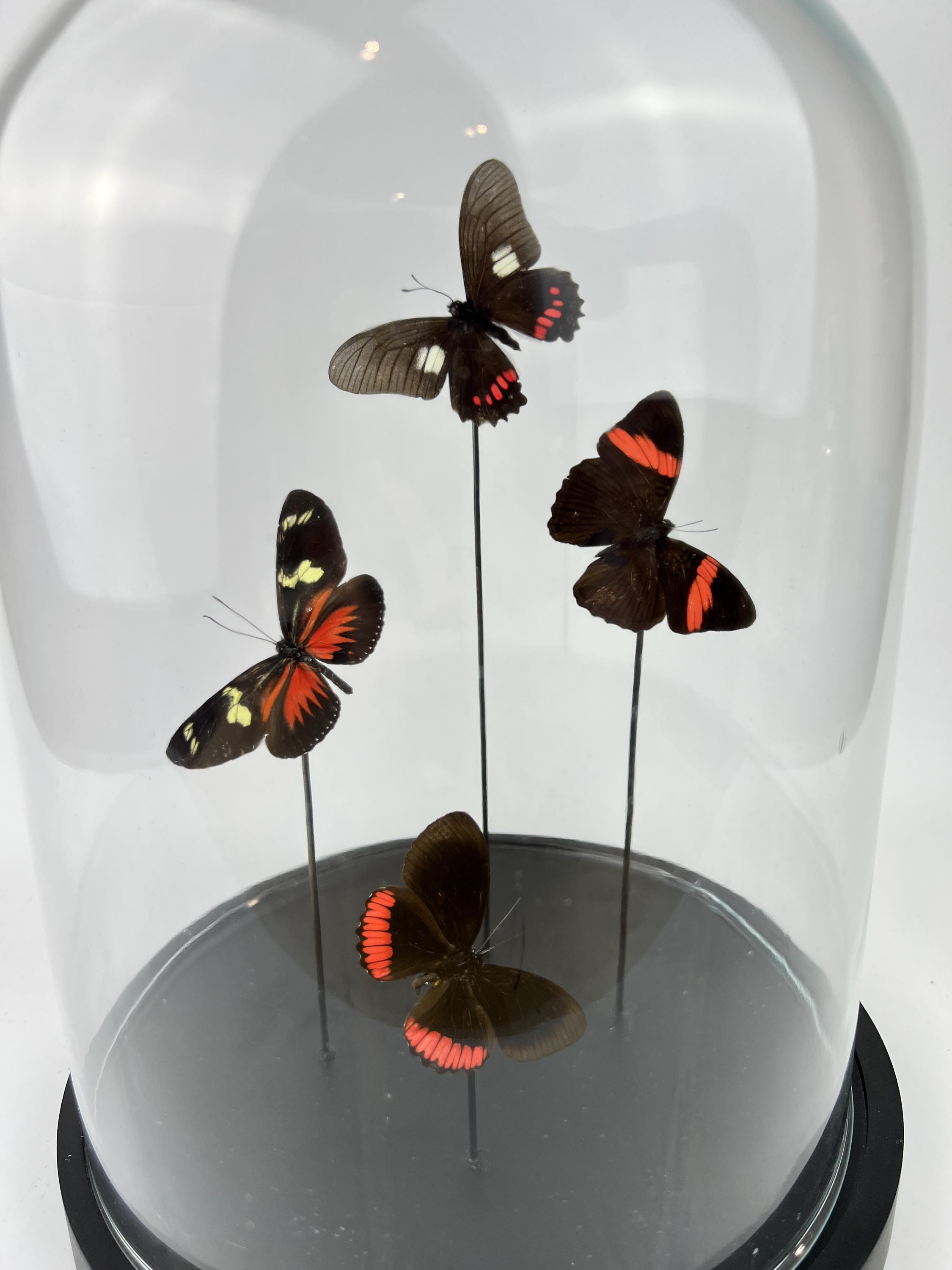 Mix vlinders in stolp