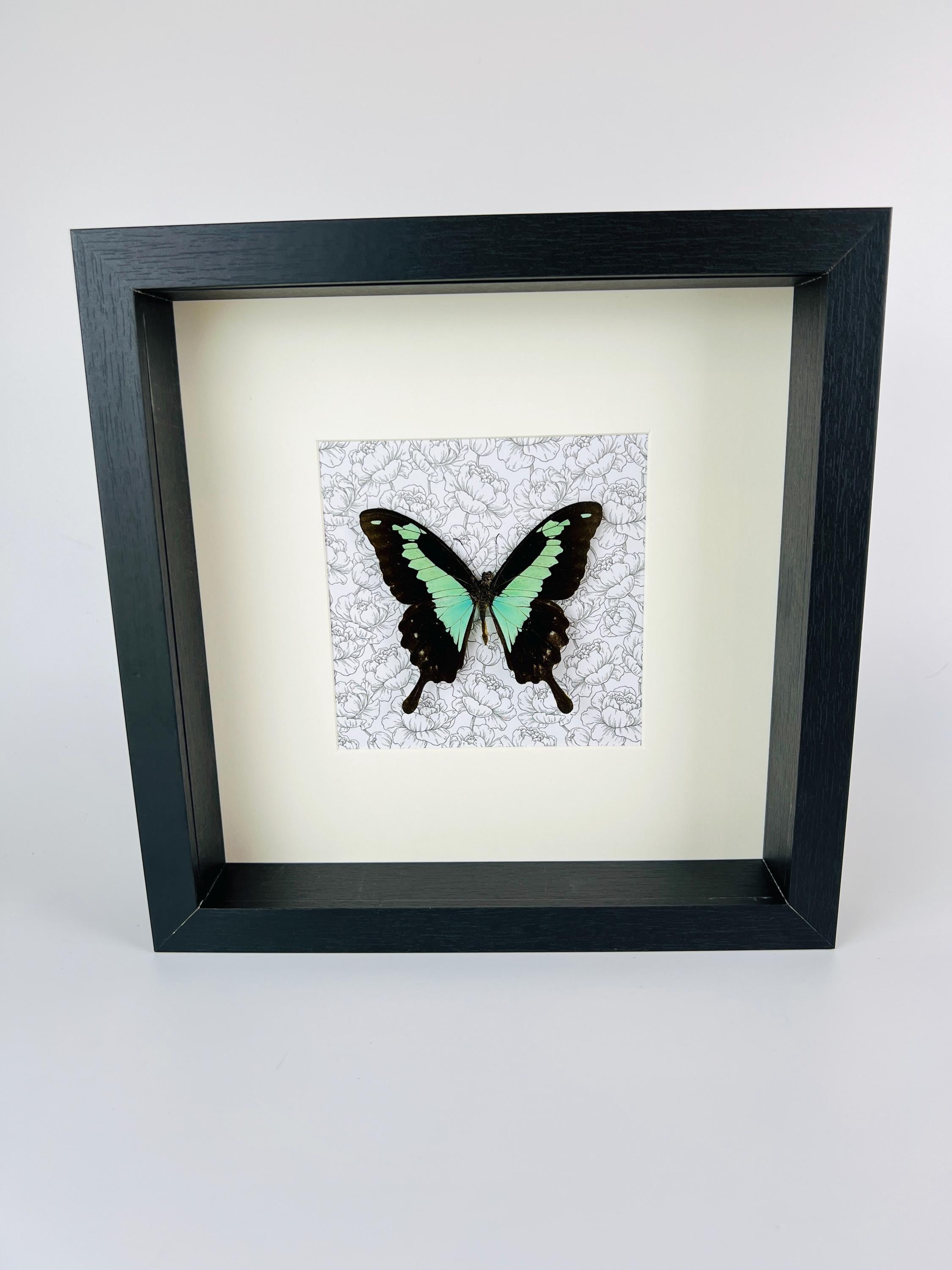 Papilio Phorcas op print in lijst