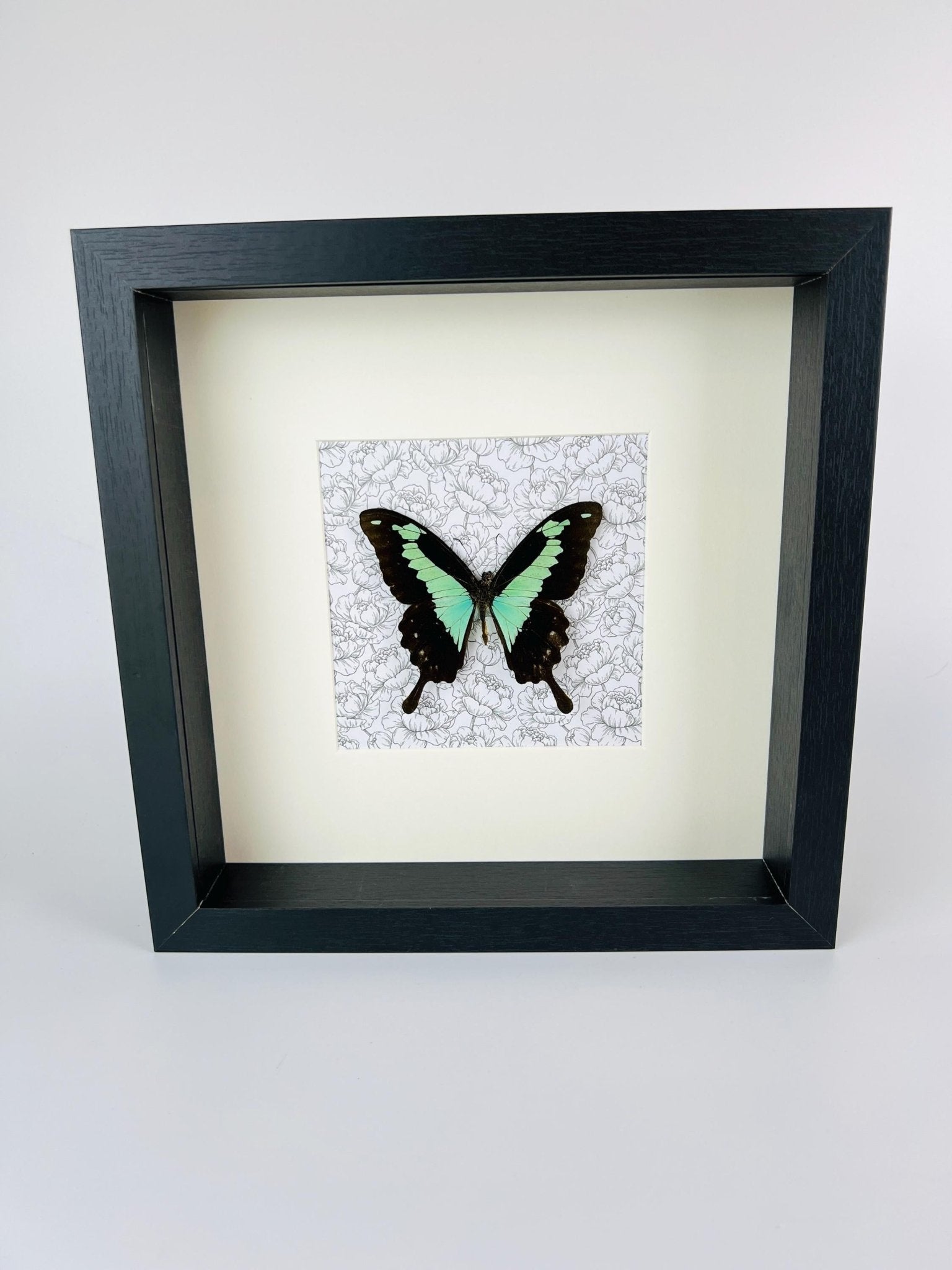 Papilio Phorcas als Druck in einem Rahmen von KEY LIME STORE