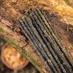 Sagrada Madre wierook Frankincense natuurlijk (±30g)
