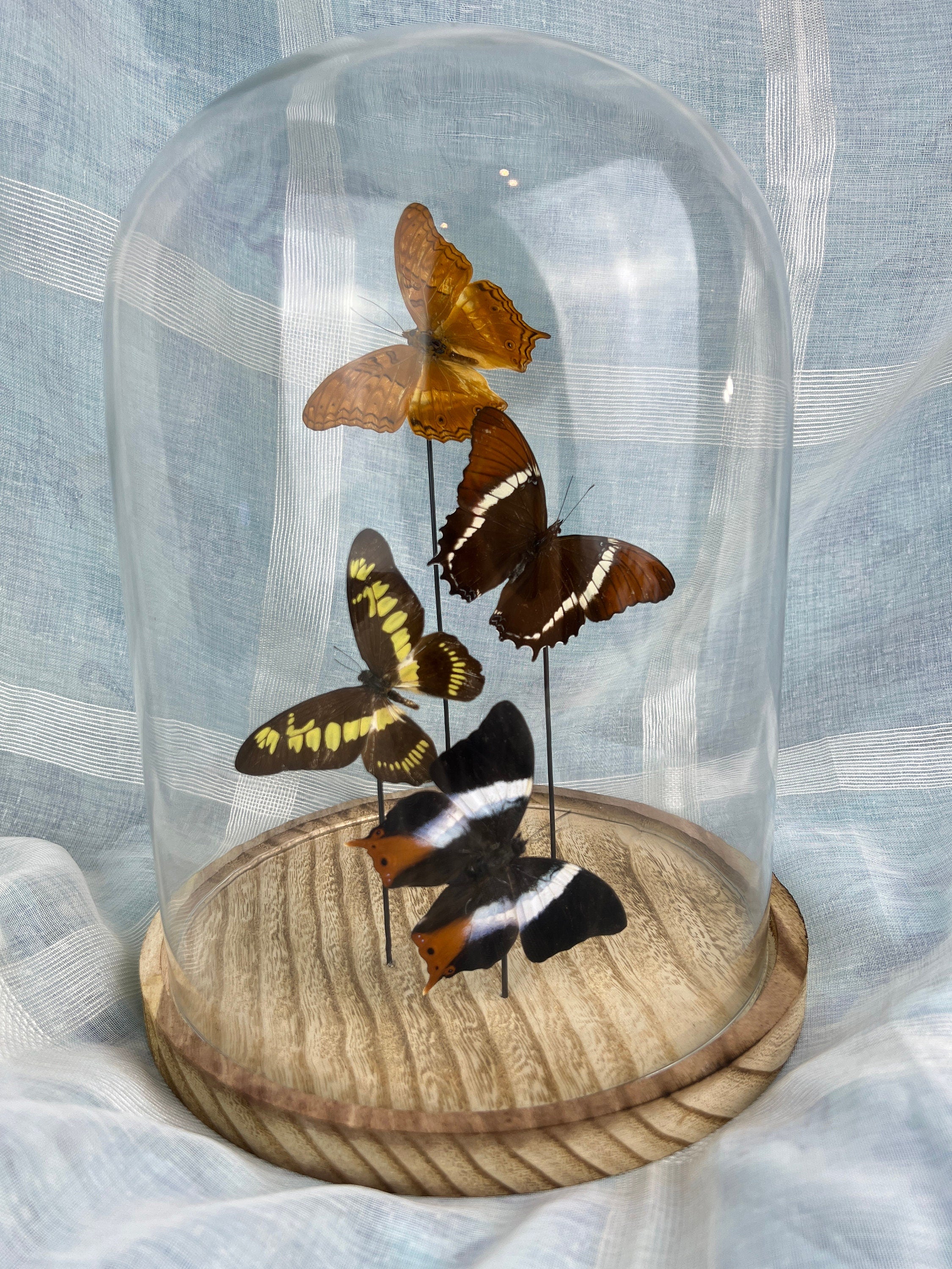 Mix vlinders in stolp