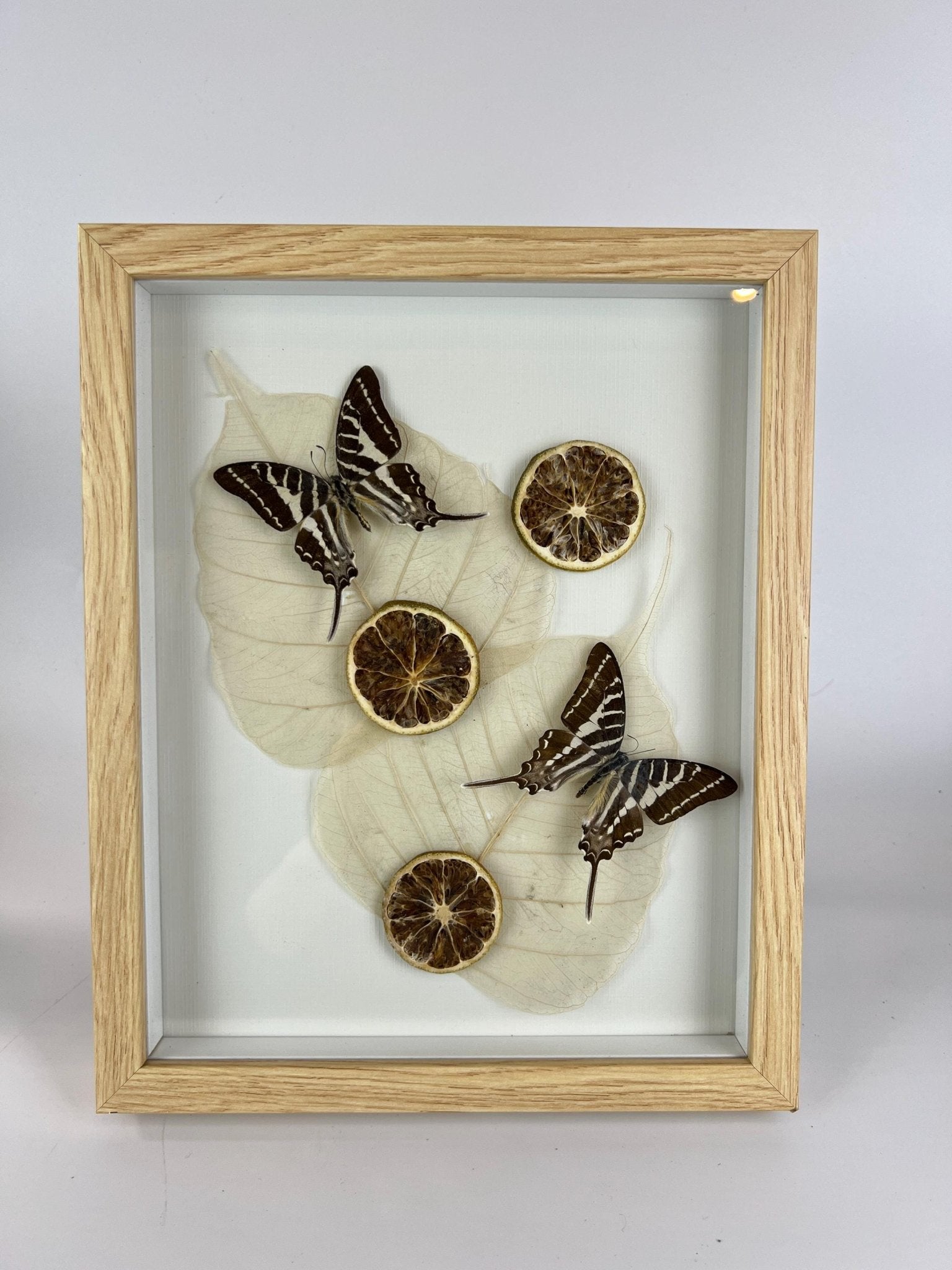 Graphium Rhesus met gedroogde ornamenten in lijst by KEY LIME STORE