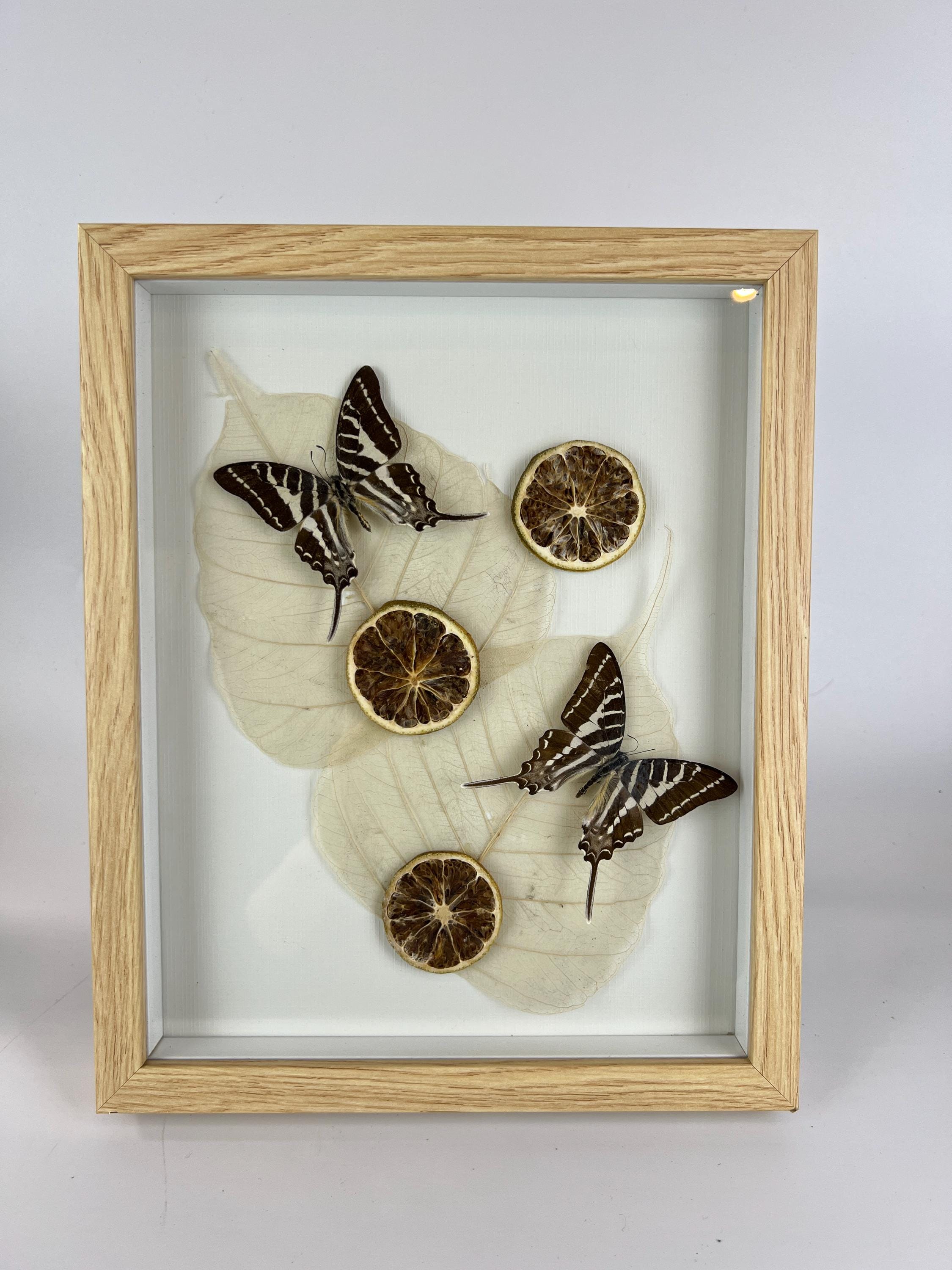 Graphium Rhesus mit getrockneten Verzierungen im Rahmen