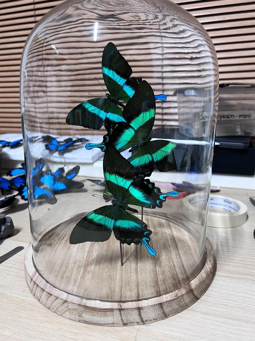 Papilio Blumei in einer Glasglocke von KEY LIME STORE