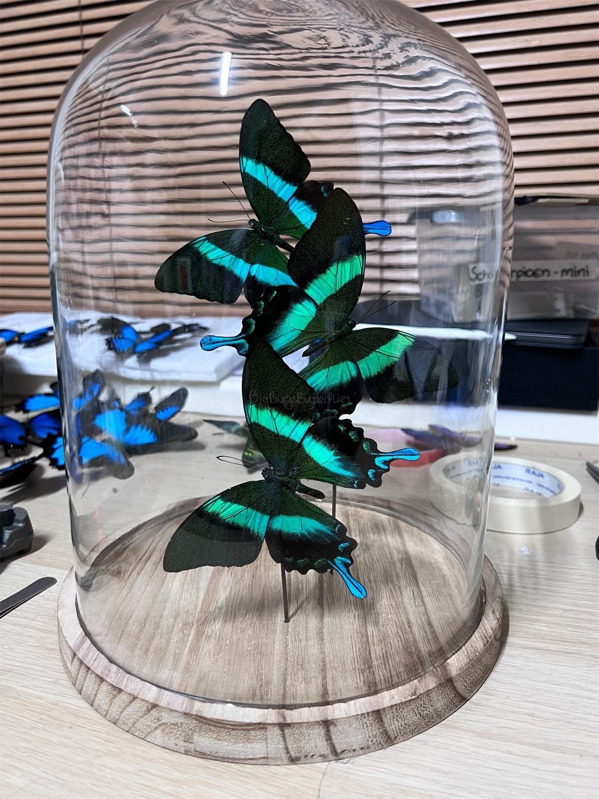 Papilio Blumei in einer Glasglocke von KEY LIME STORE