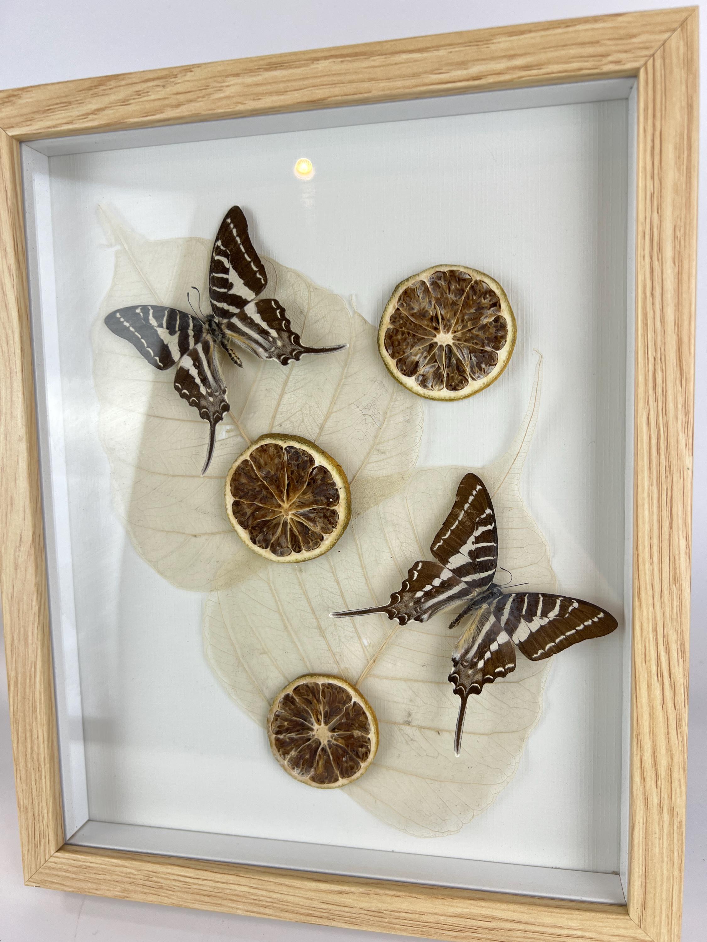 Graphium Rhesus met gedroogde ornamenten in lijst
