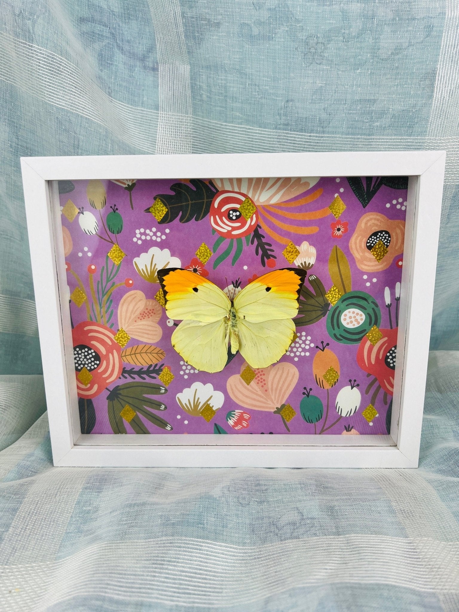 Anteos Menippe, reproduction encadrée par KEY LIME STORE