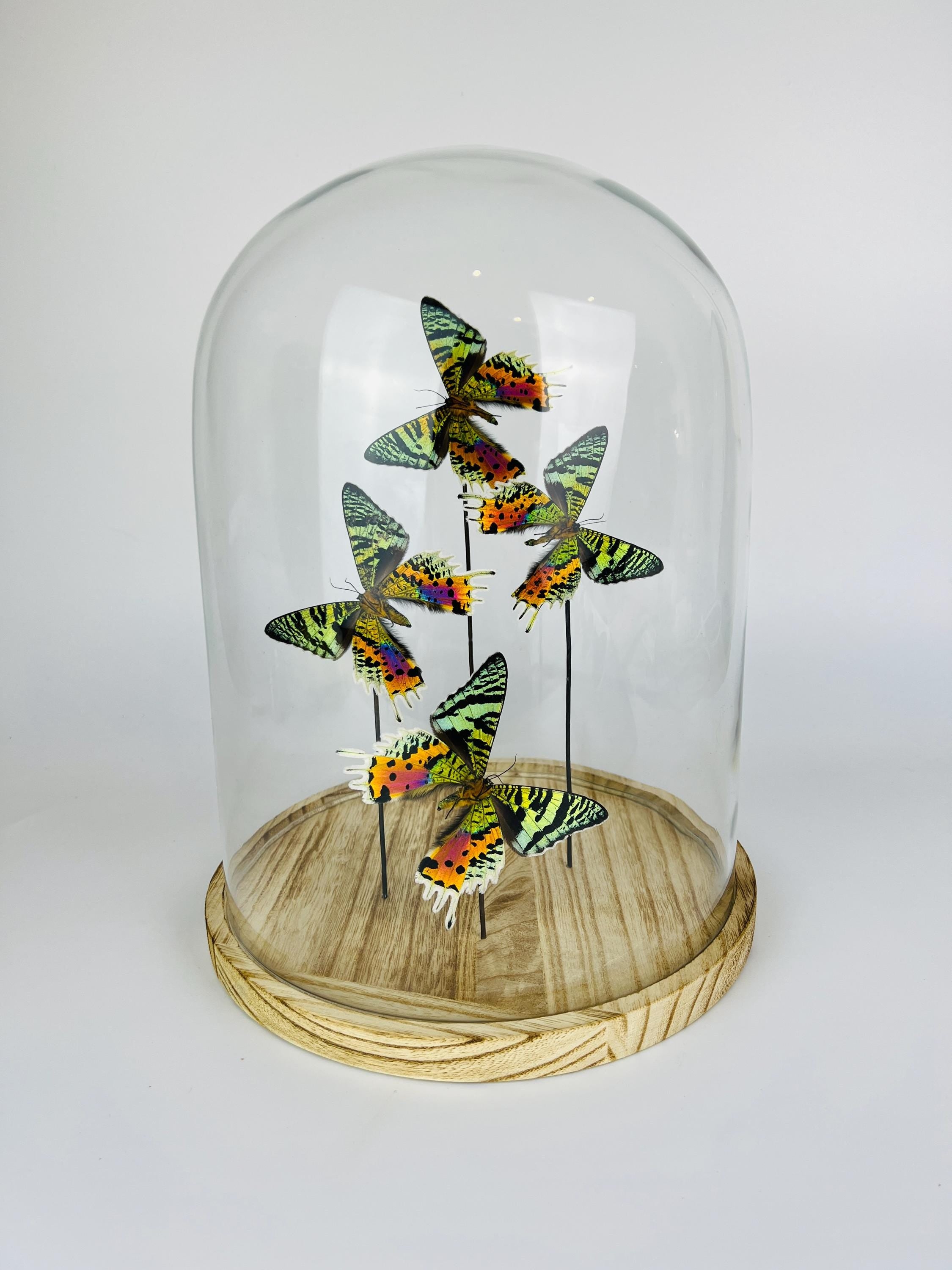 Urania Ripheus (Rückseite) in einer Glasglocke