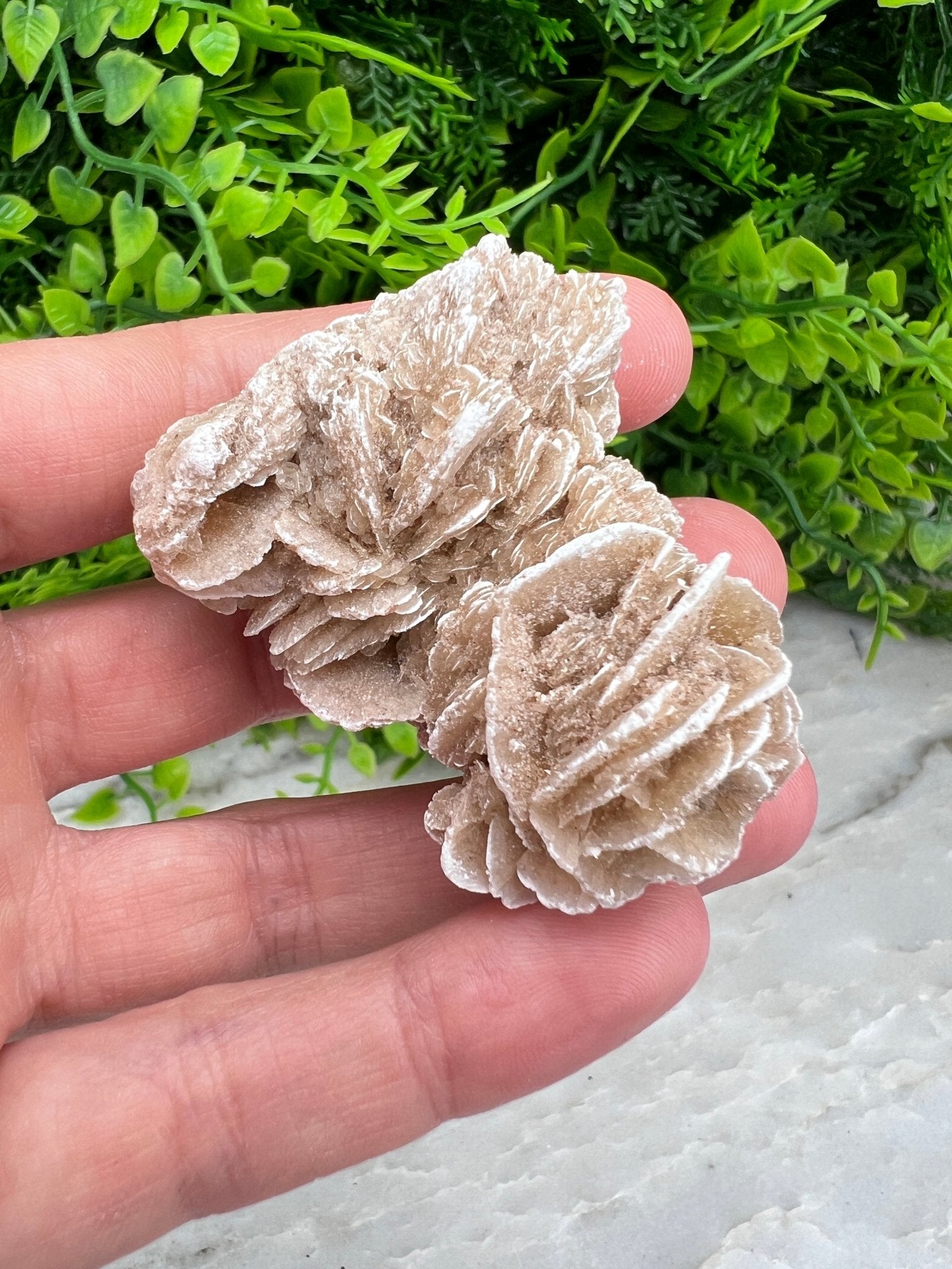 Woestijnroos cluster (5 cm) by KEY LIME STORE