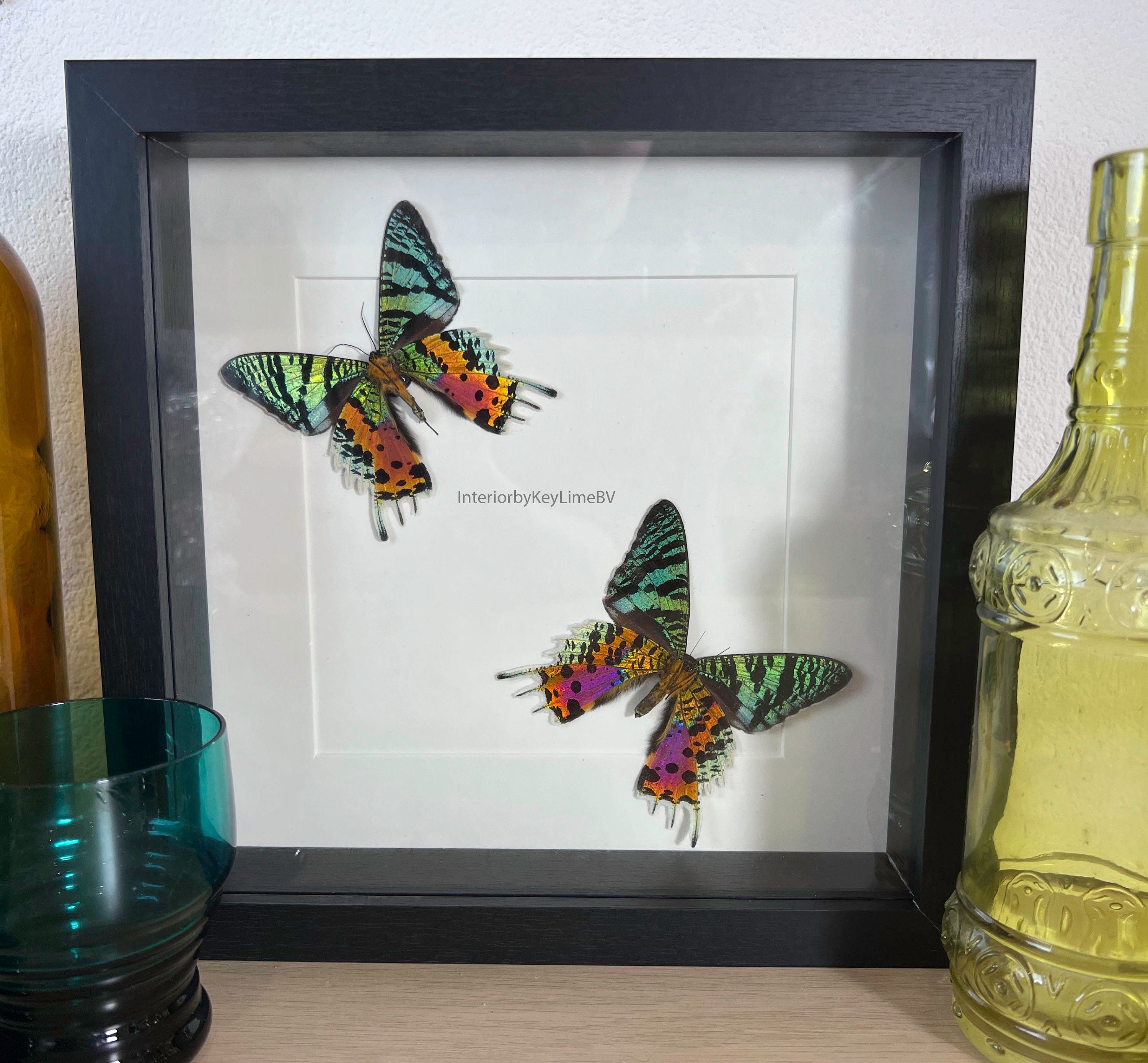 Urania Ripheus (achterzijde) in lijst