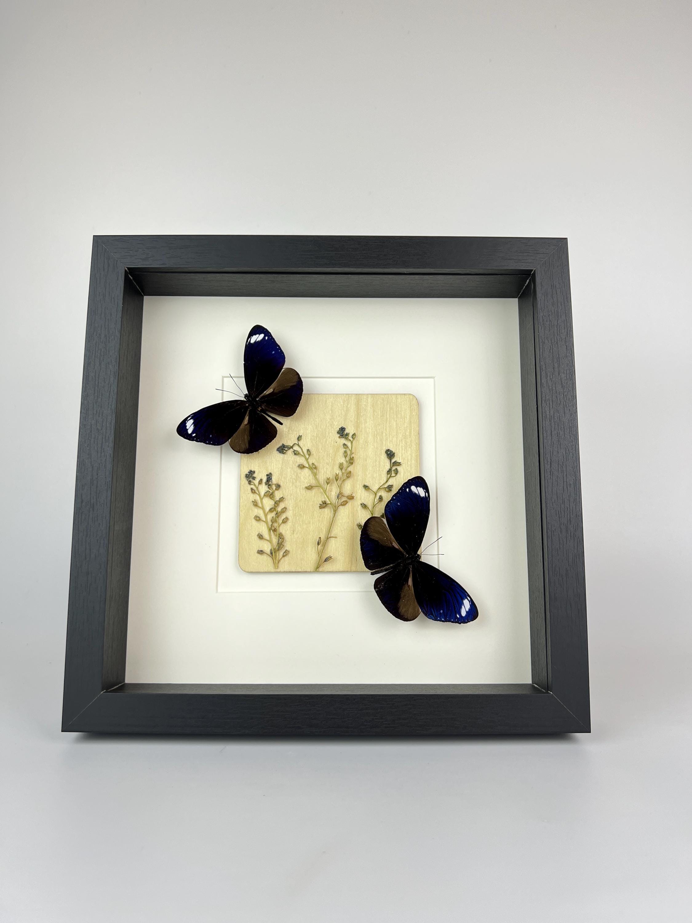 Euploea Mulciber mit Trockenblumen im Rahmen