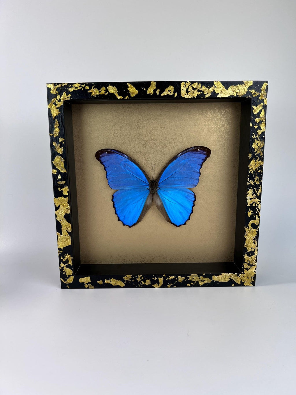Morpho Didius auf Blattgold, gerahmt von KEY LIME STORE