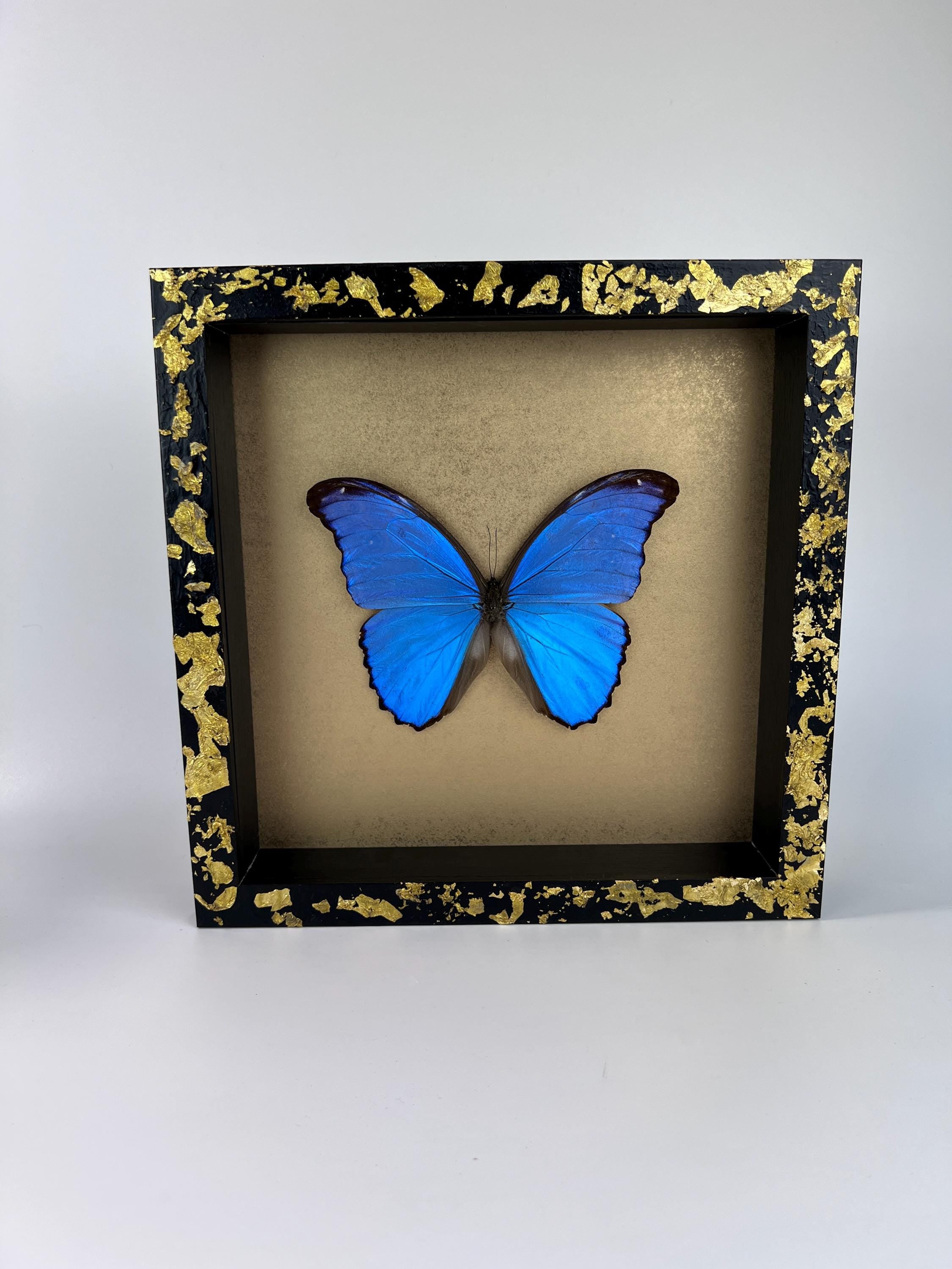 Morpho Didius auf Blattgold, gerahmt
