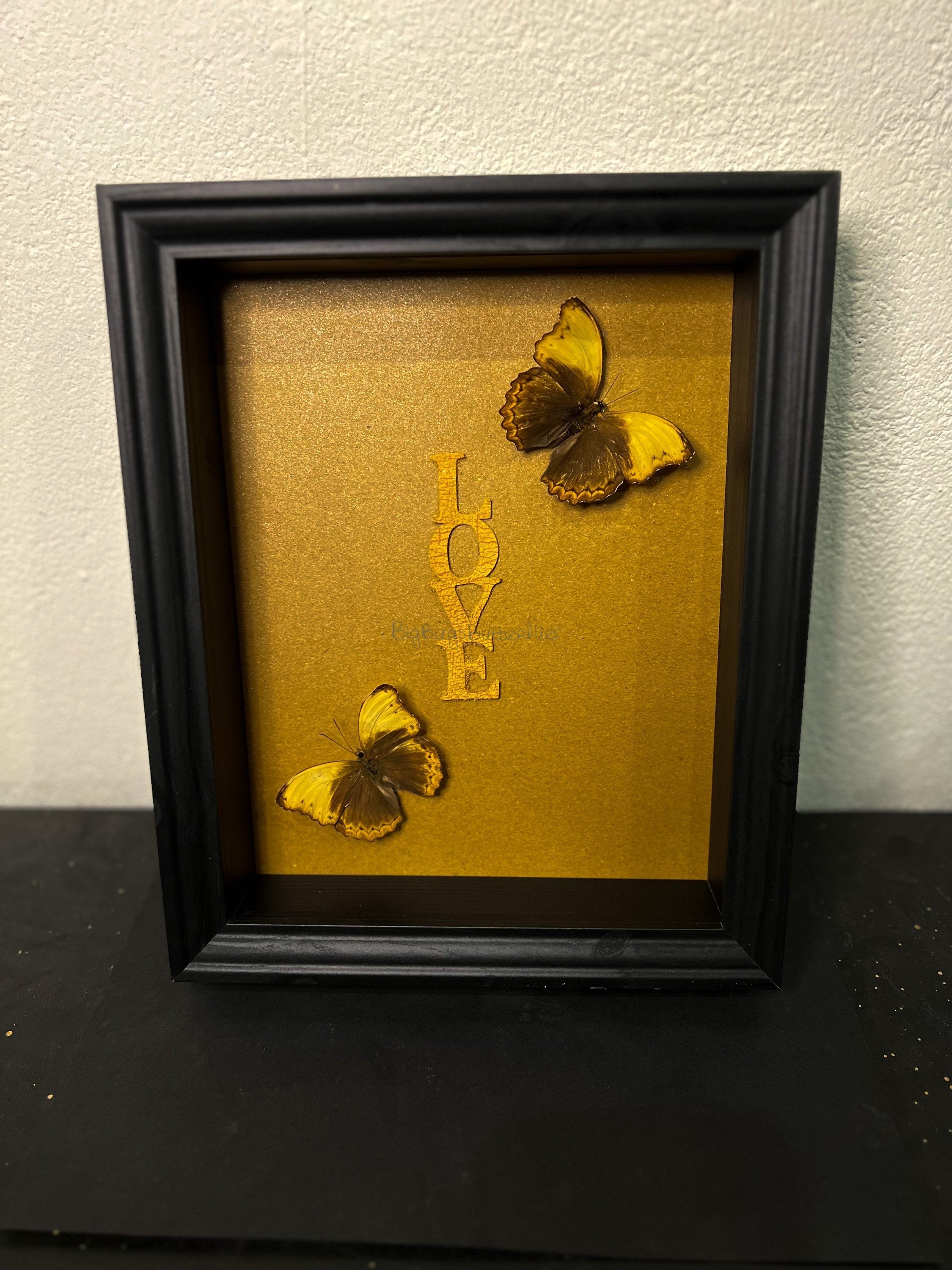 Cymothoe Haynac gerahmt