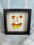„Hebomoia Glaucippe“ und „Hebomoia Leucippe“ im Rahmen von KEY LIME STORE