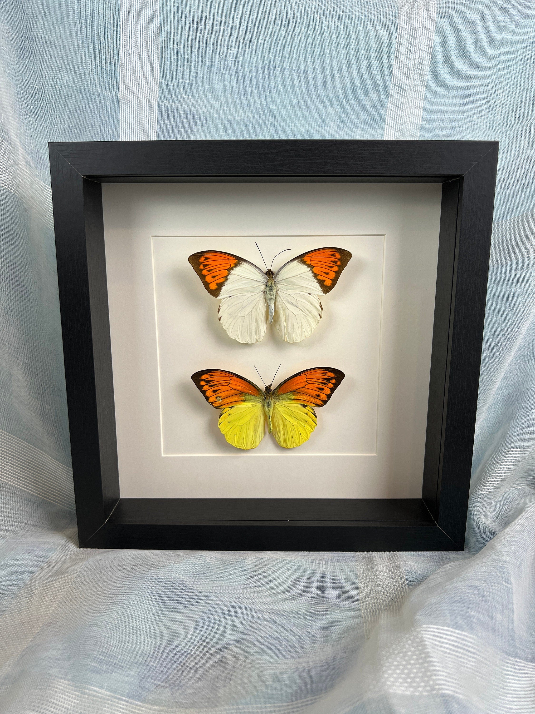 Echte vlinders Hebomoia Glaucippe en Hebomoia Leucippe in lijst 25x25cm