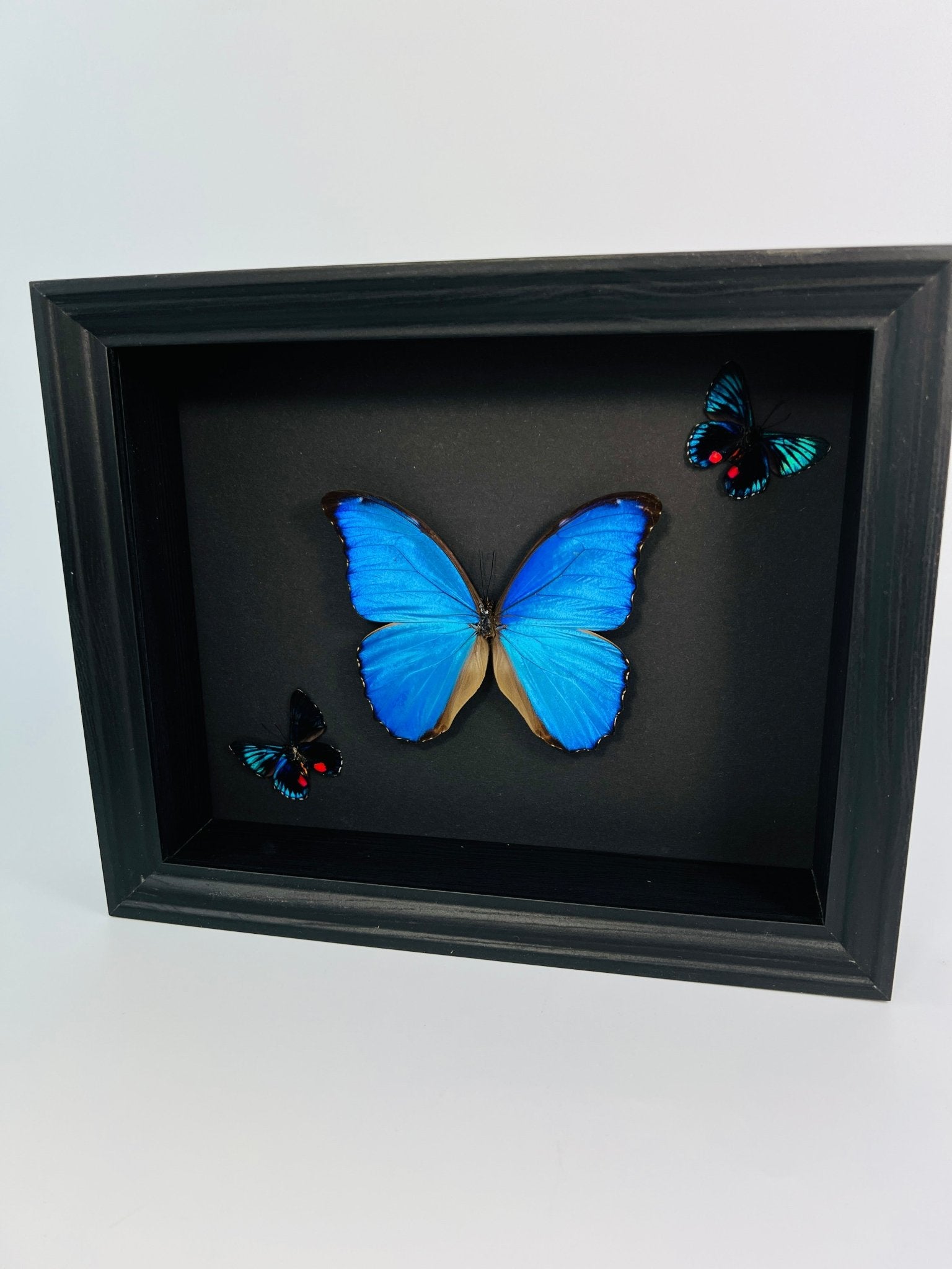 Morpho Didius und 2 Necyria in einem Rahmen von KEY LIME STORE