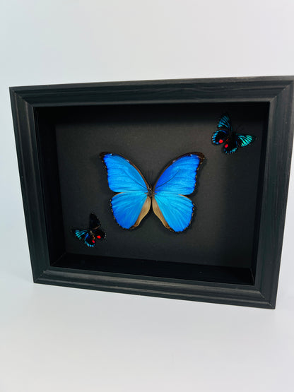 Morpho Didius and 2 Necyria in frame