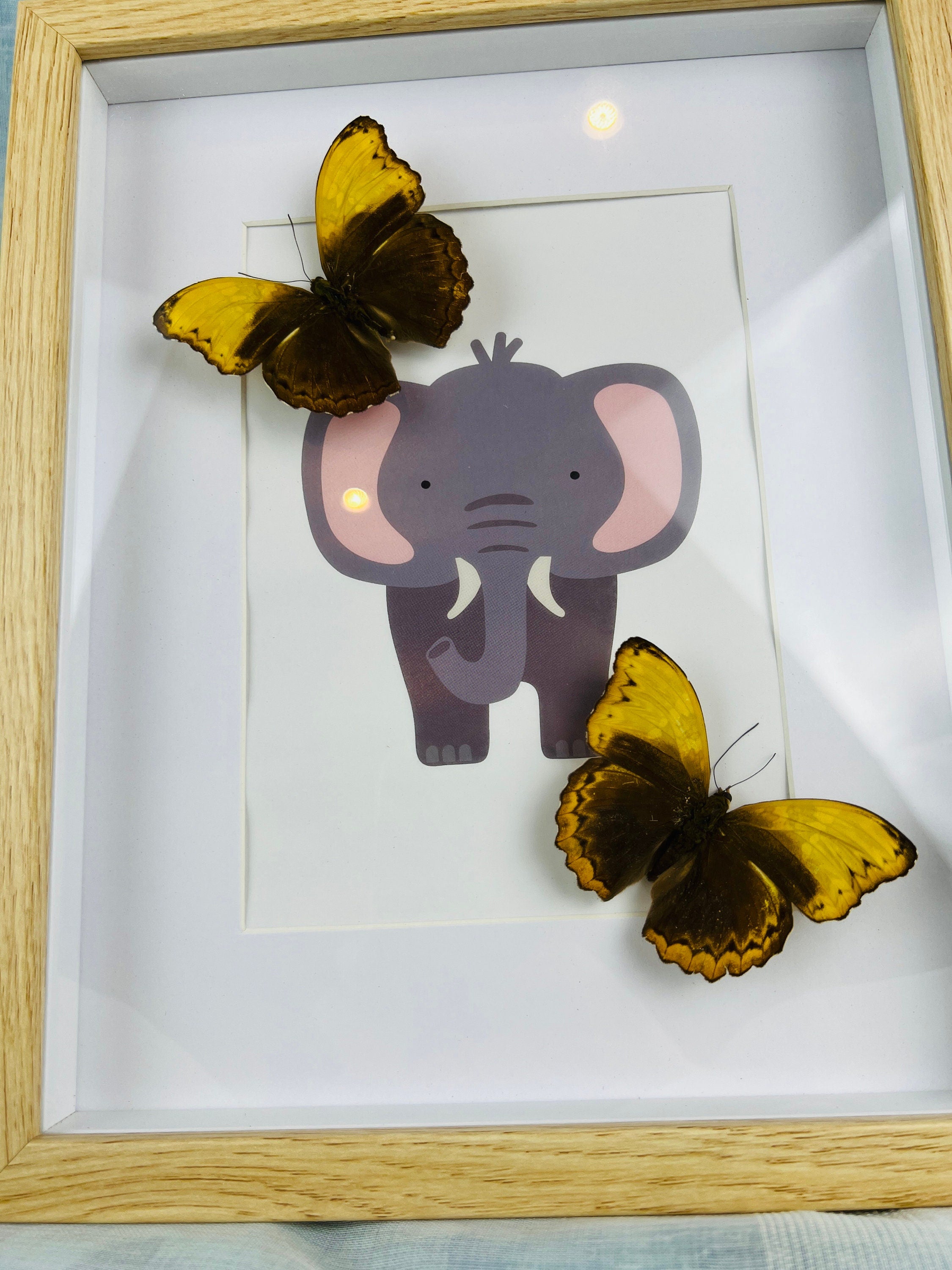 Cymothoe Haynac op print in lijst