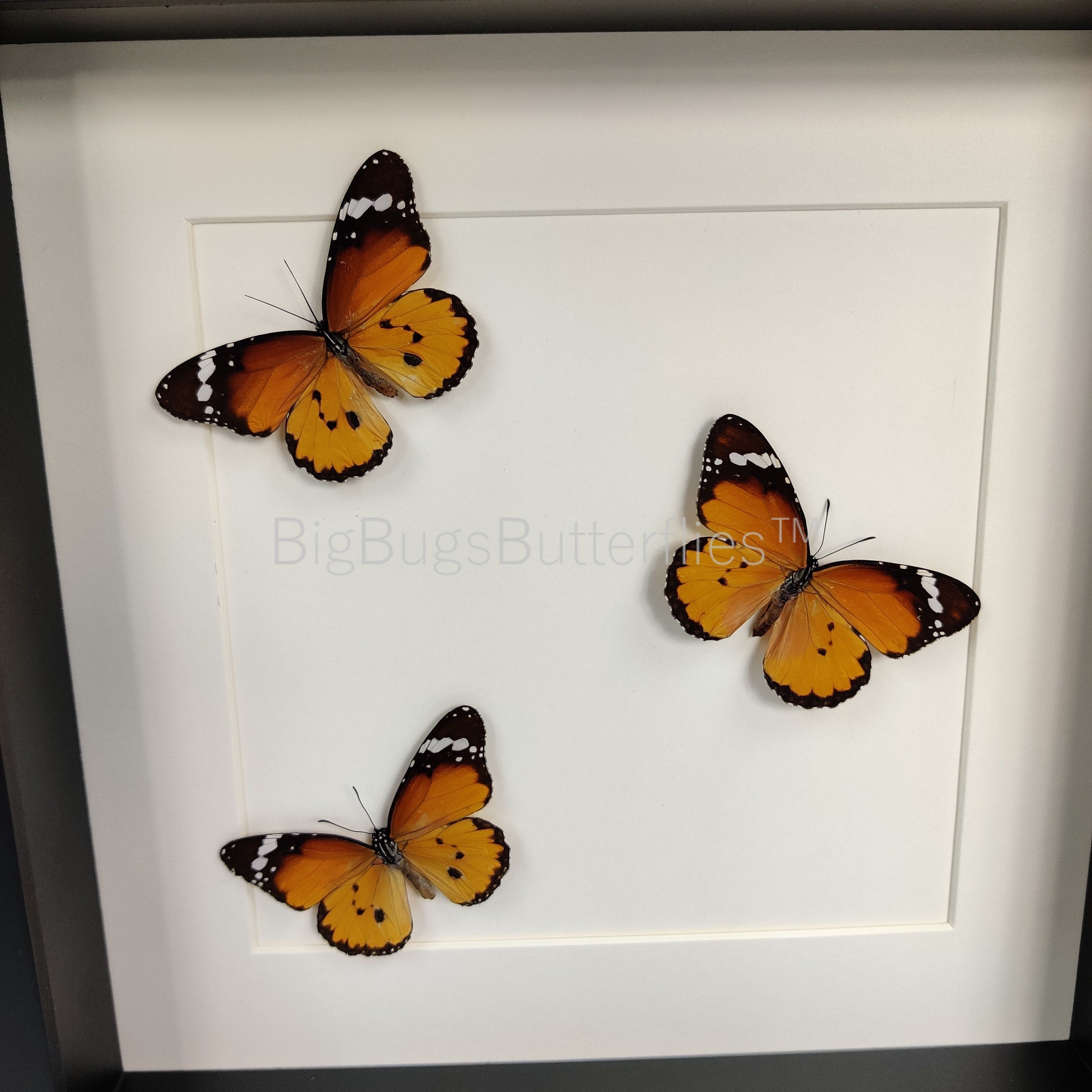 Danaus Chrysippus in einem Rahmen