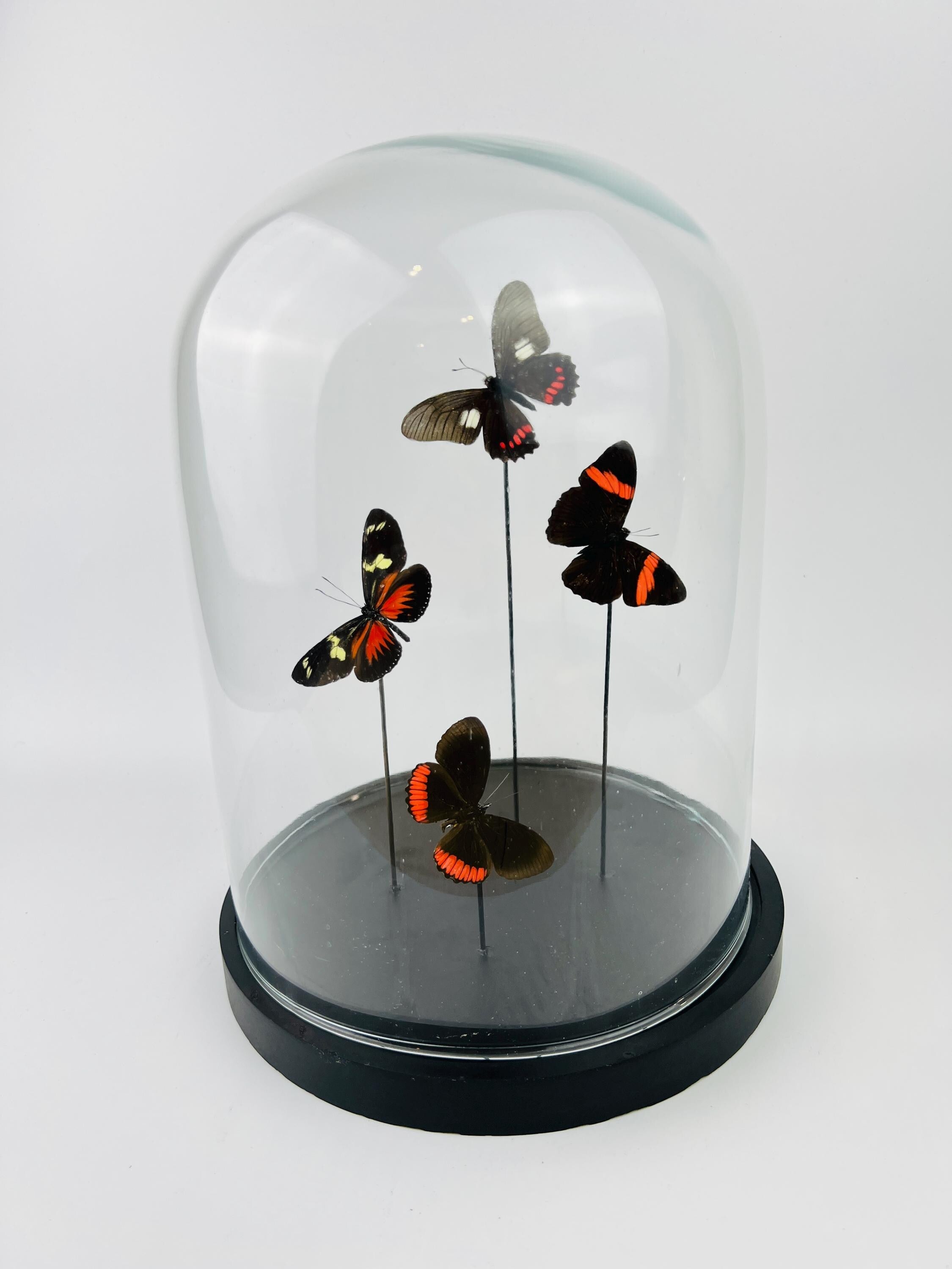 Mix vlinders in stolp