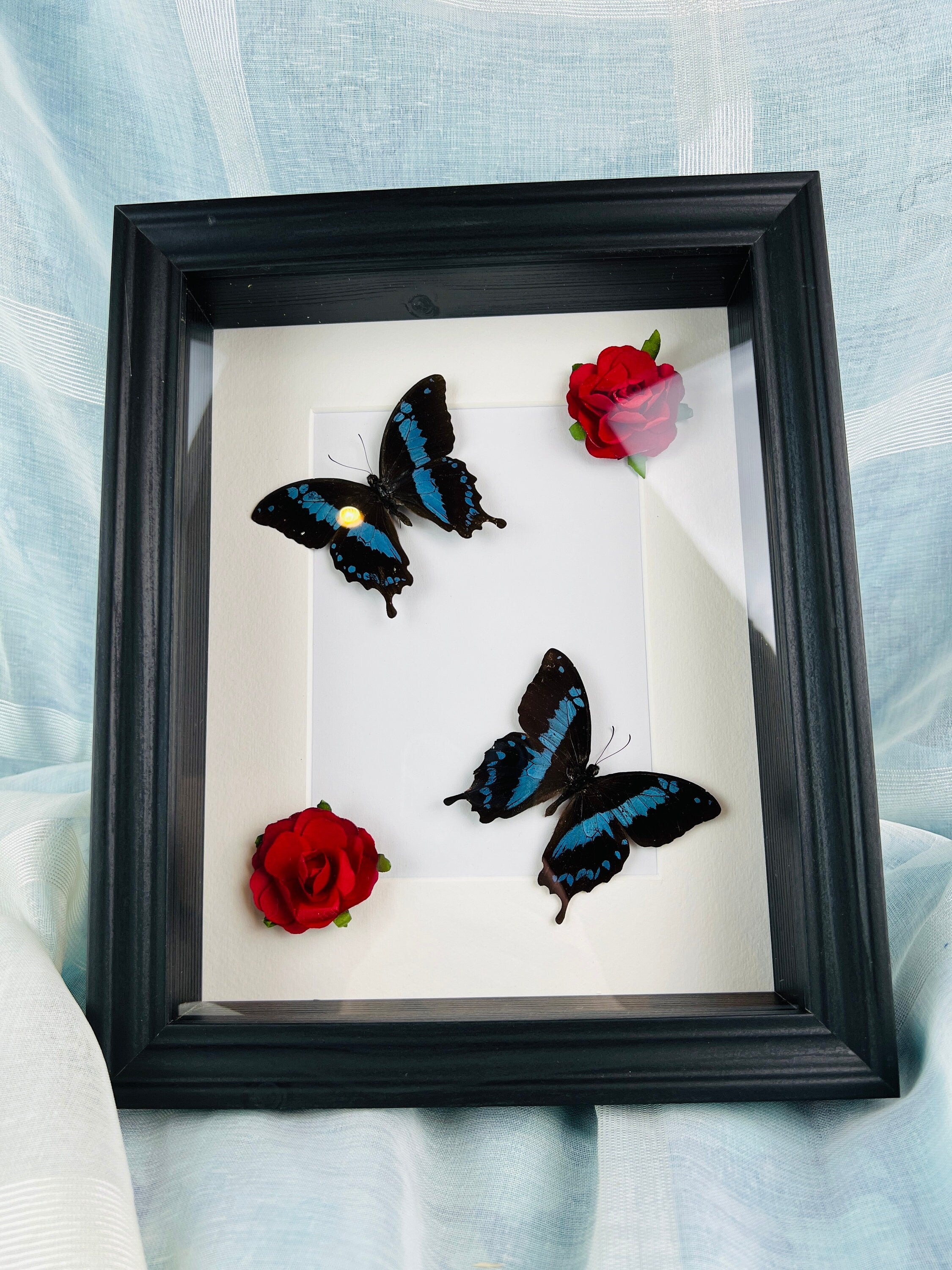 Papilio Oribazus met rozen in lijst
