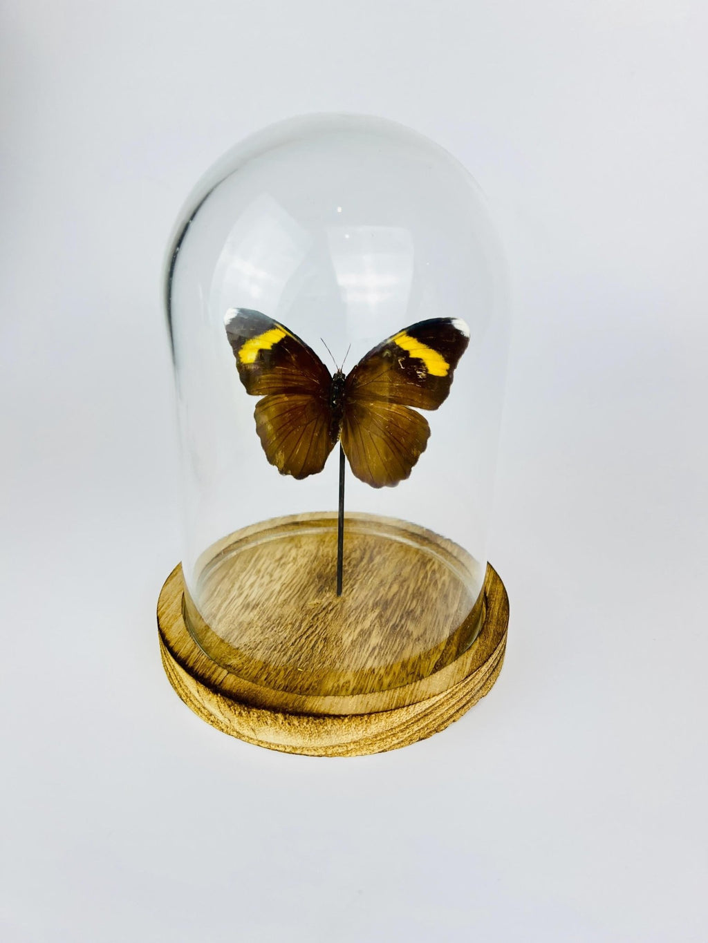 Euphaedra in einer Glasglocke von KEY LIME STORE