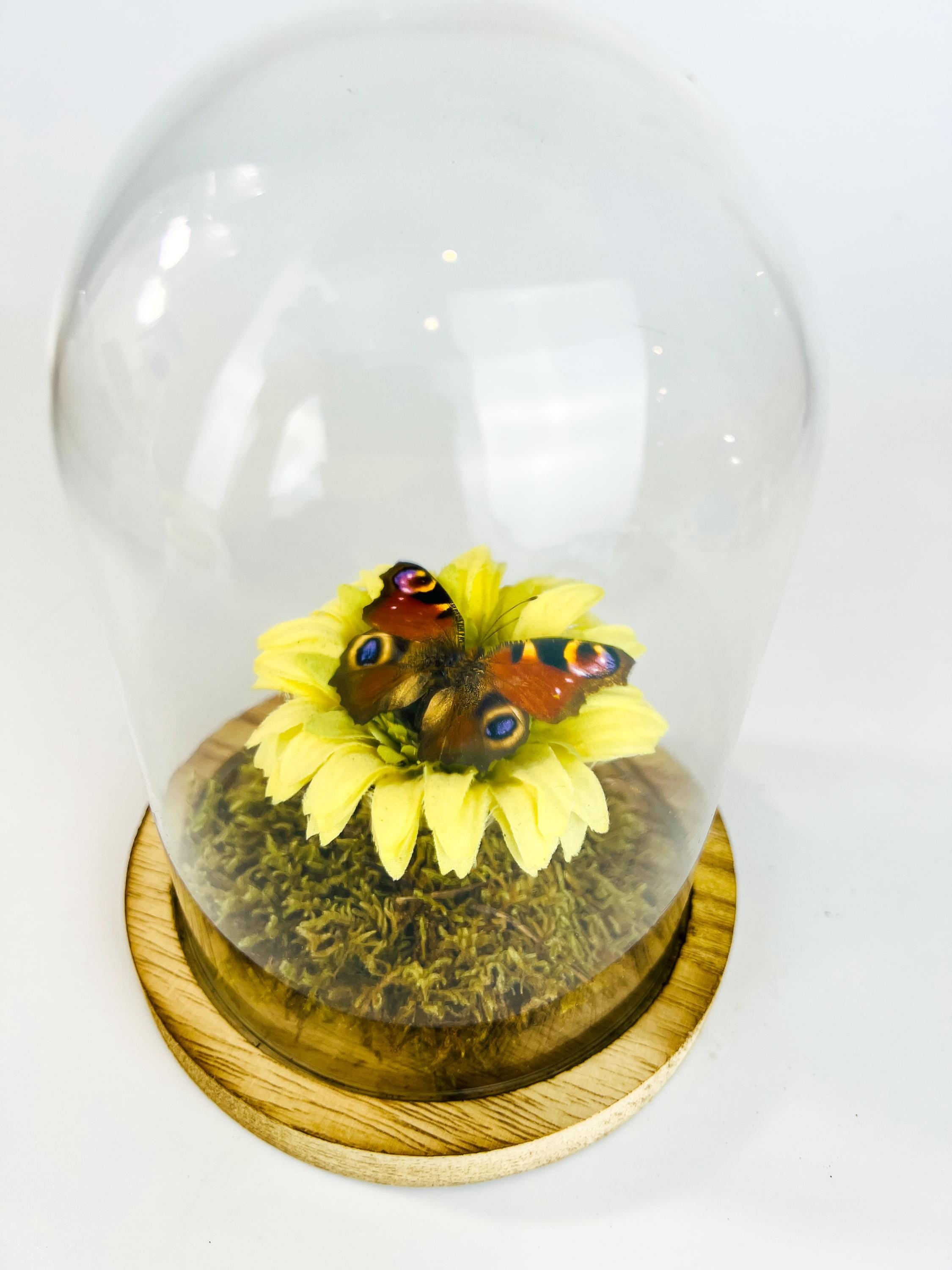 Echte vlinder | Aglais Io op een faux gele boem op echt mos in stolp (17x13cm)