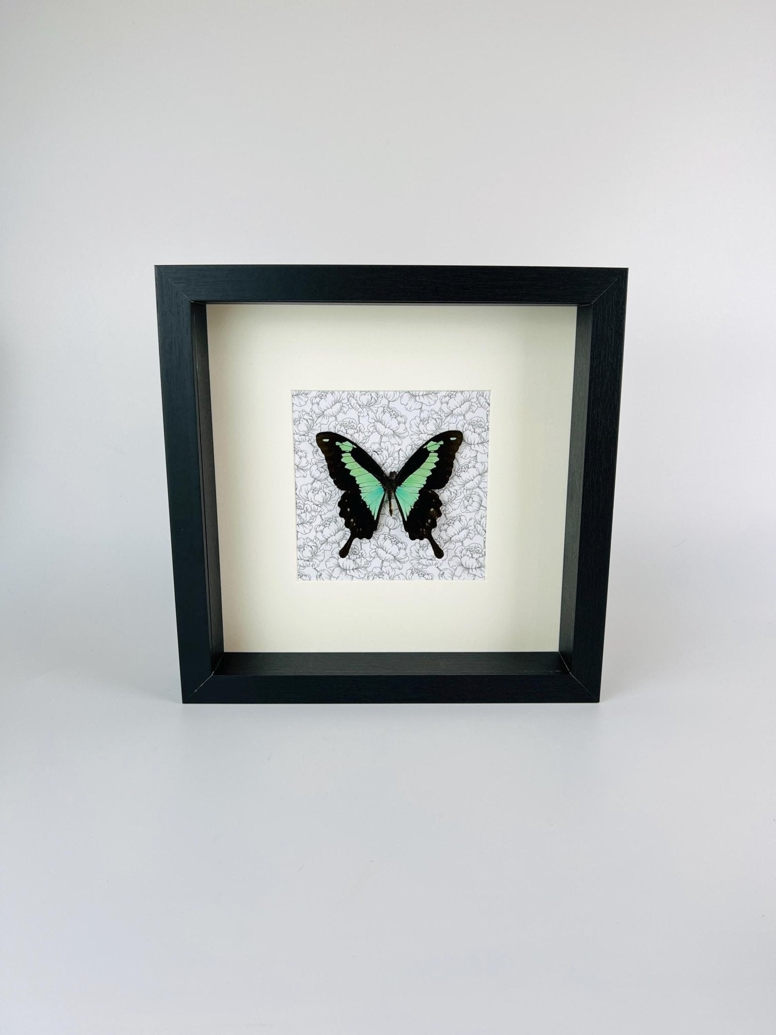 Papilio Phorcas op print in lijst by KEY LIME STORE