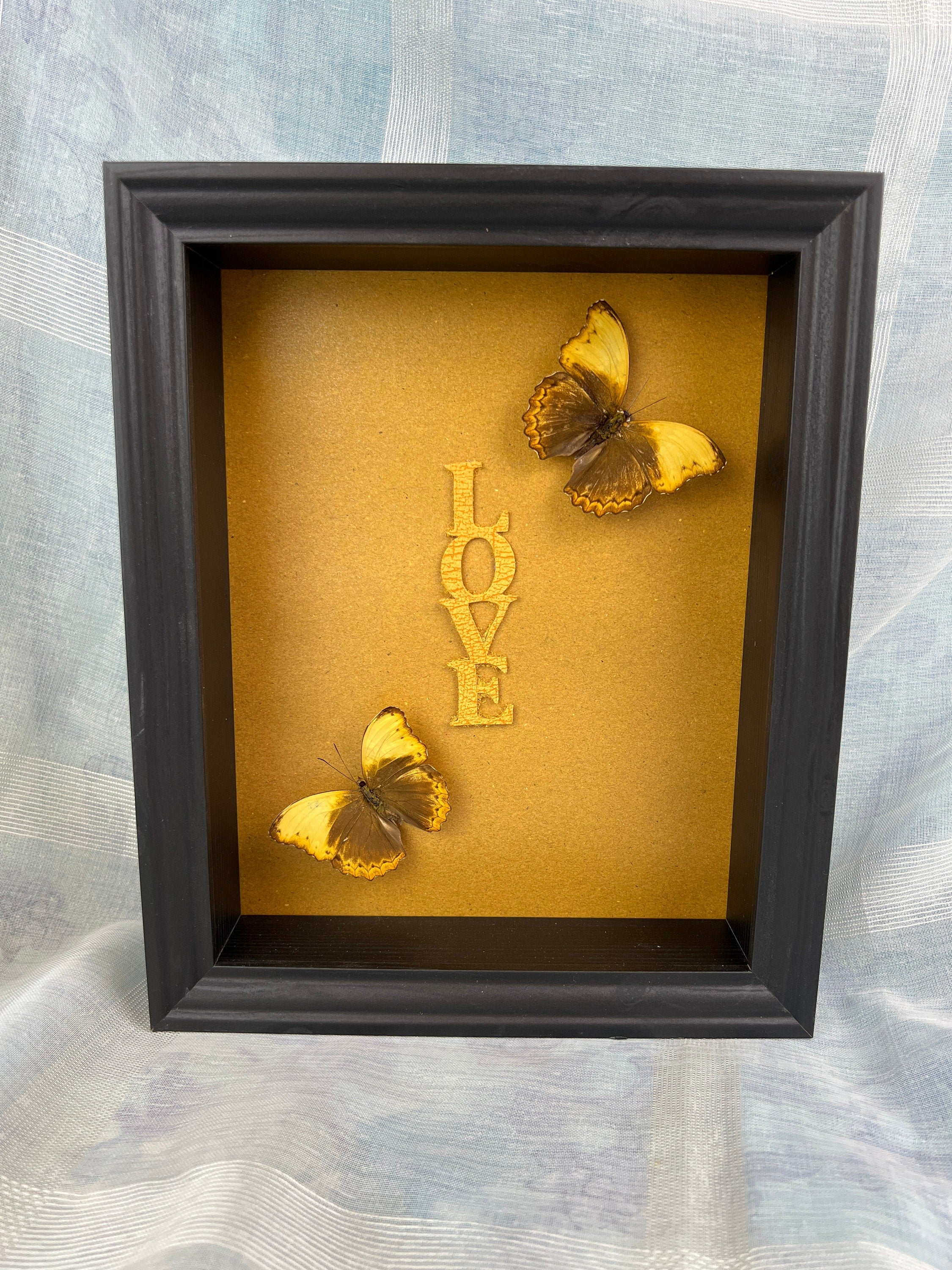 Cymothoe Haynac gerahmt