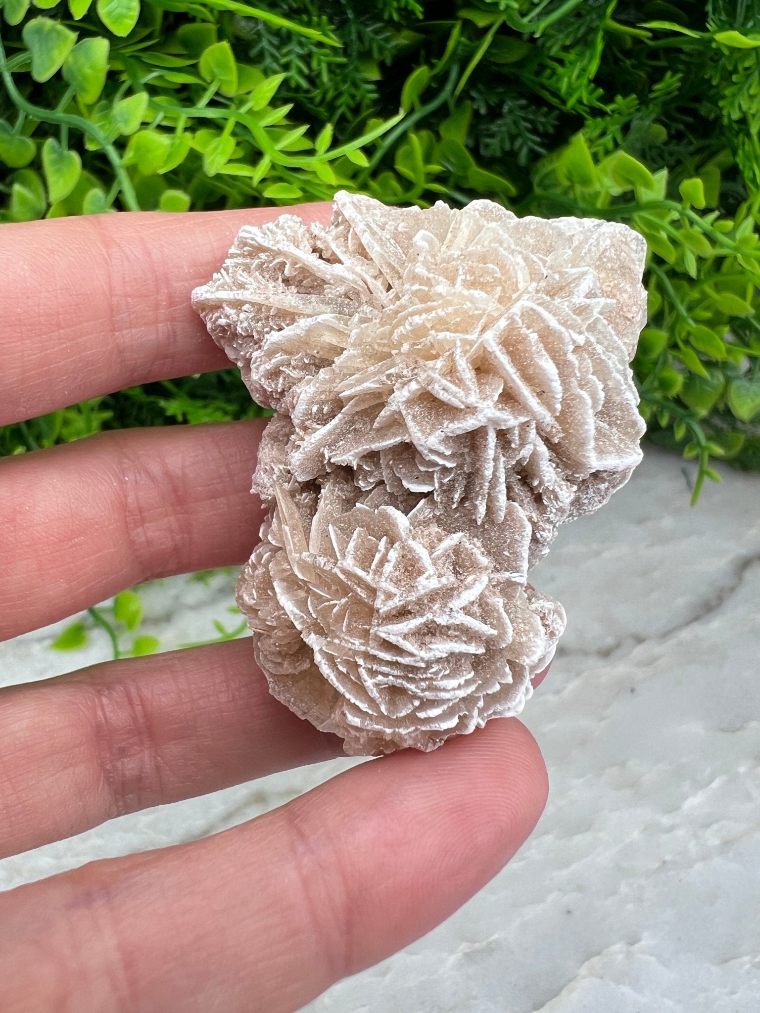 Woestijnroos cluster (5 cm) by KEY LIME STORE