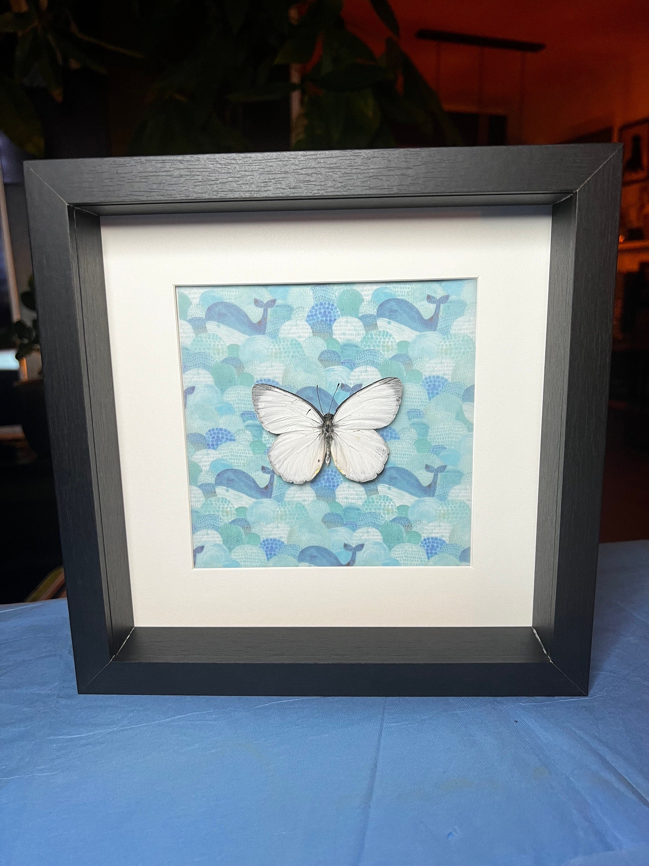 Delias Descombesi op print in lijst