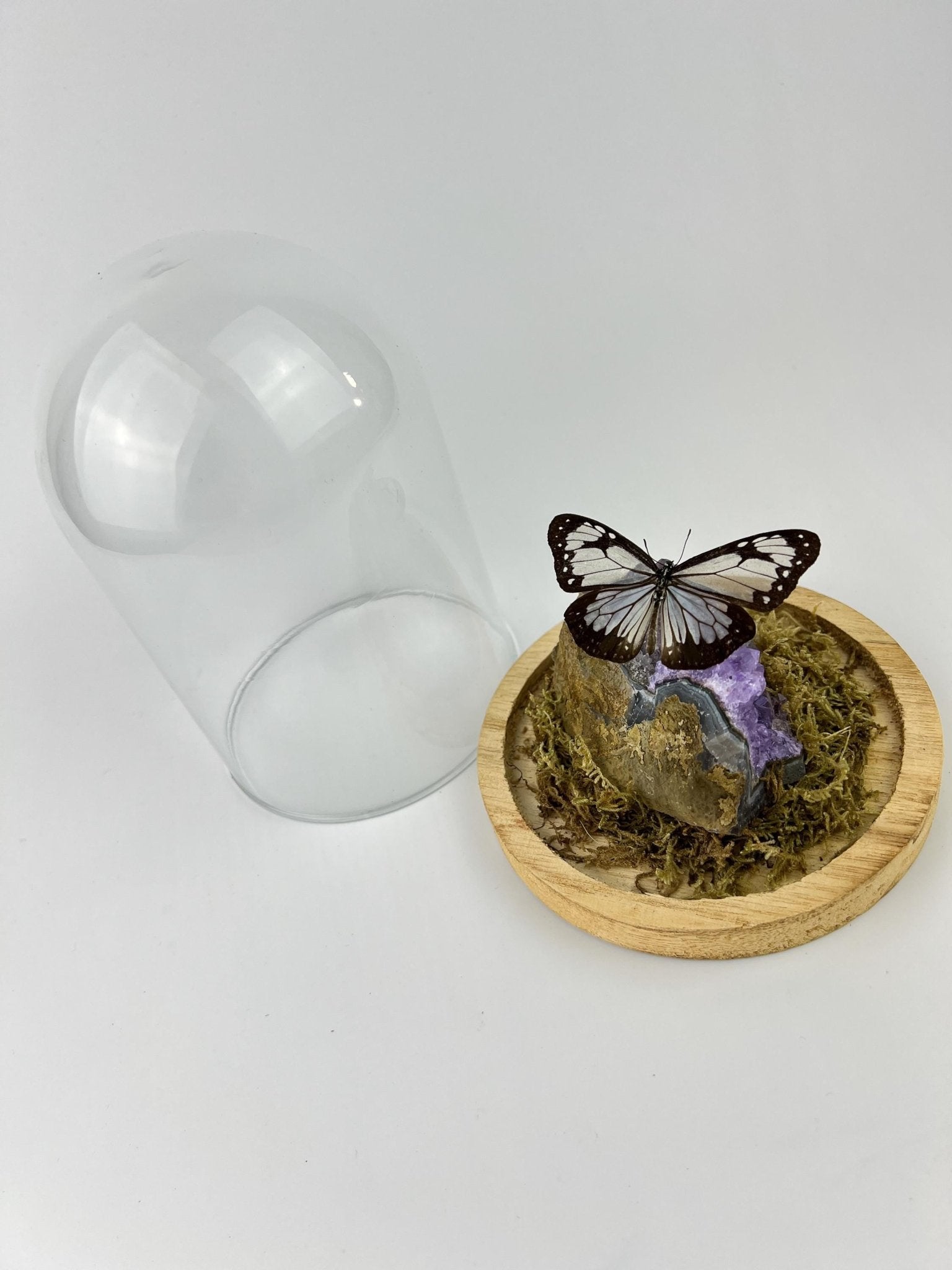 Parantica Vitrina auf Amethyst in einer Glasglocke von KEY LIME STORE