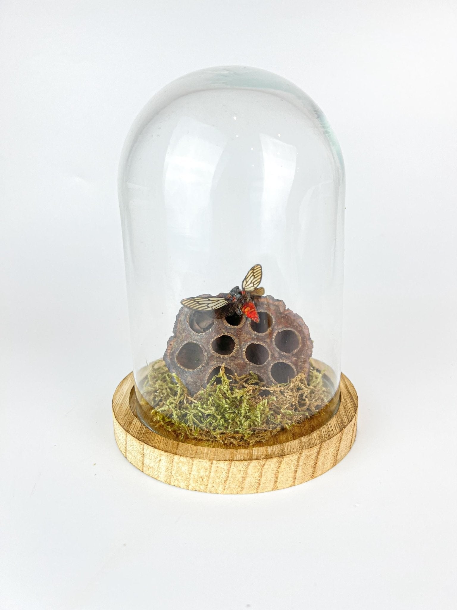 Huechys Incarnata-Zikade mit Moos und getrockneter Lotusblüte in einer Glasglocke von KEY LIME STORE