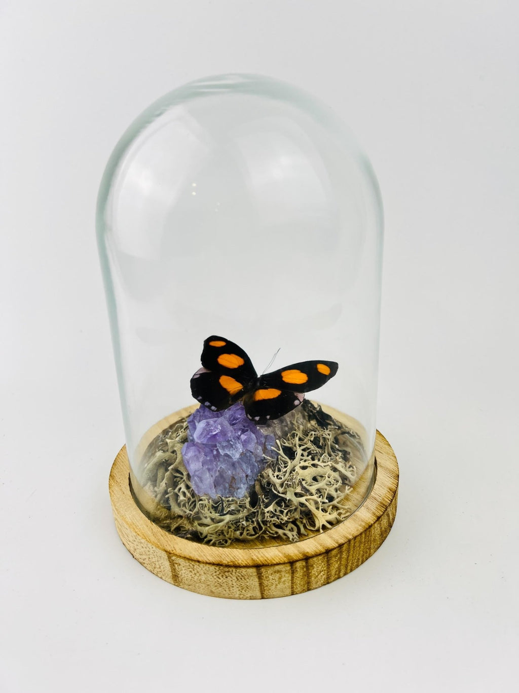Catonephele Numilia auf Amethyst in einer Glasglocke von KEY LIME STORE