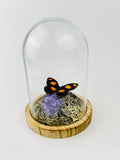 Catonephele Numilia auf Amethyst in einer Glasglocke von KEY LIME STORE