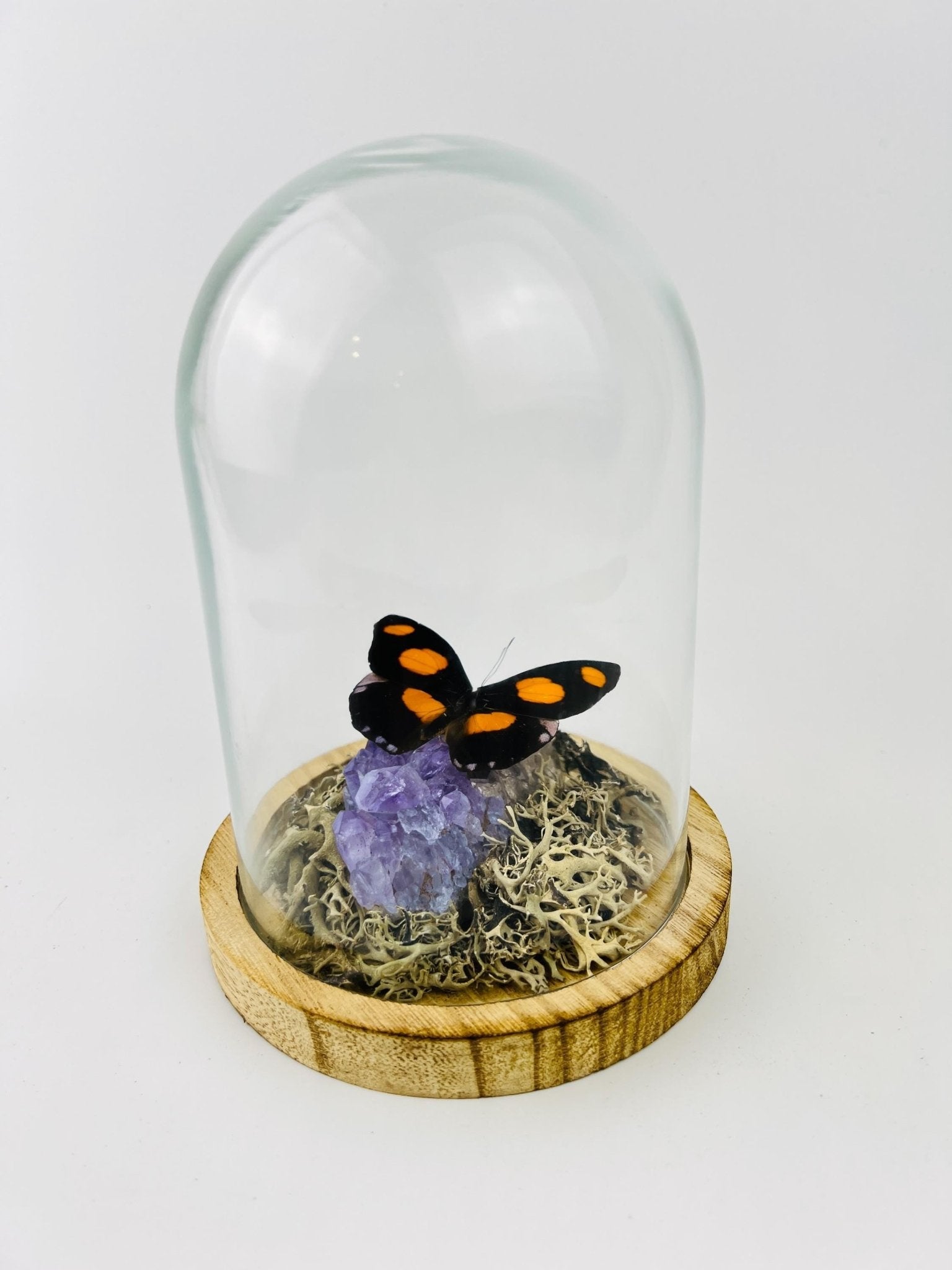 Catonephele Numilia auf Amethyst in einer Glasglocke von KEY LIME STORE