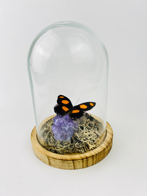 Catonephele Numilia on amethyst in a glass dome by KEY LIME STORE