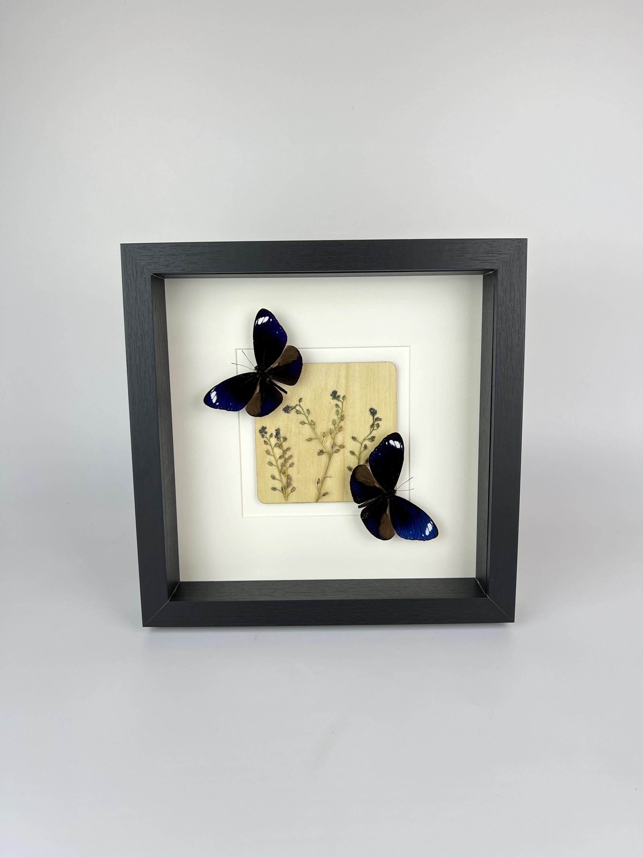 Euploea Mulciber mit Trockenblumen im Rahmen