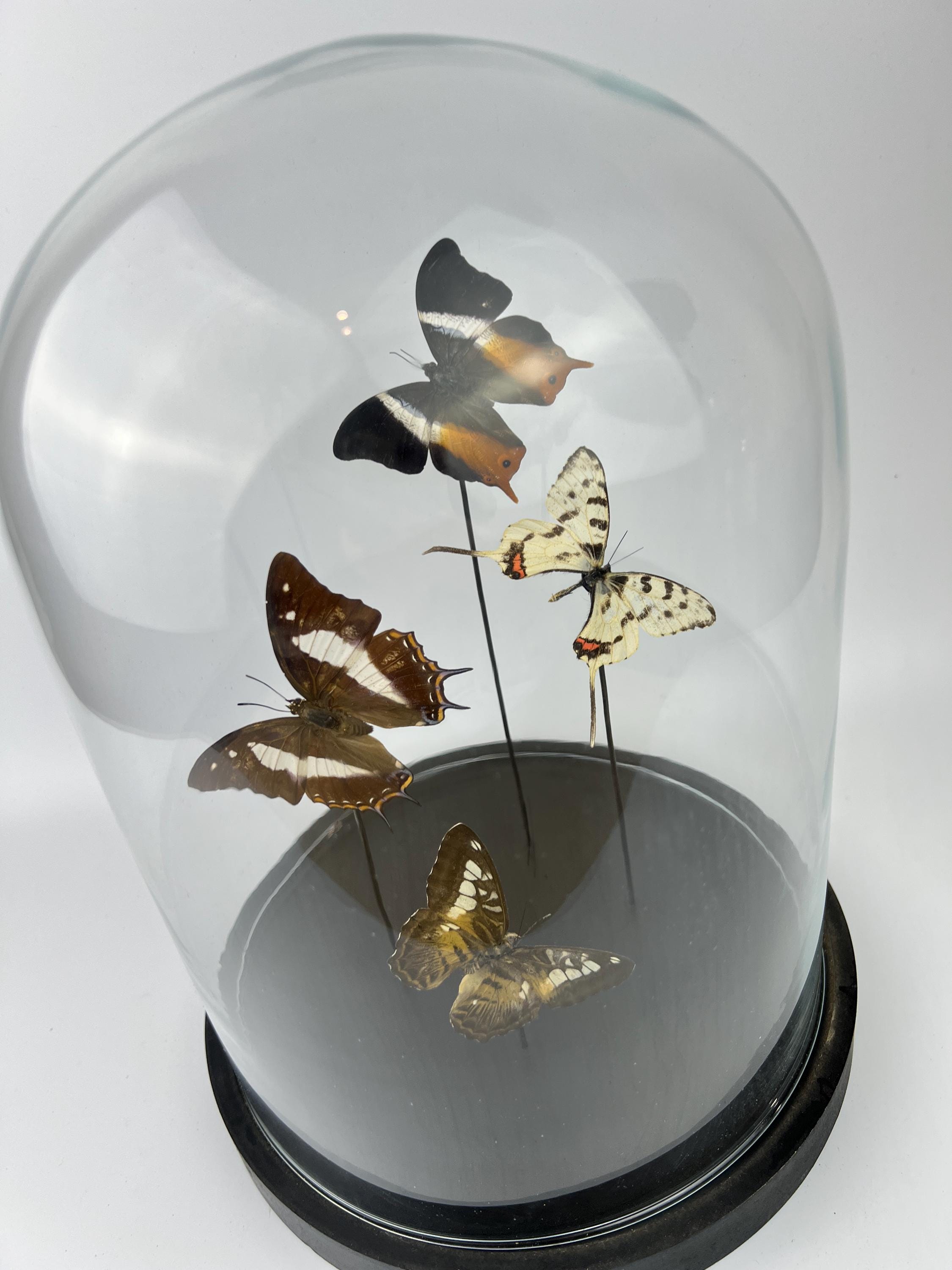 Mix vlinders in stolp