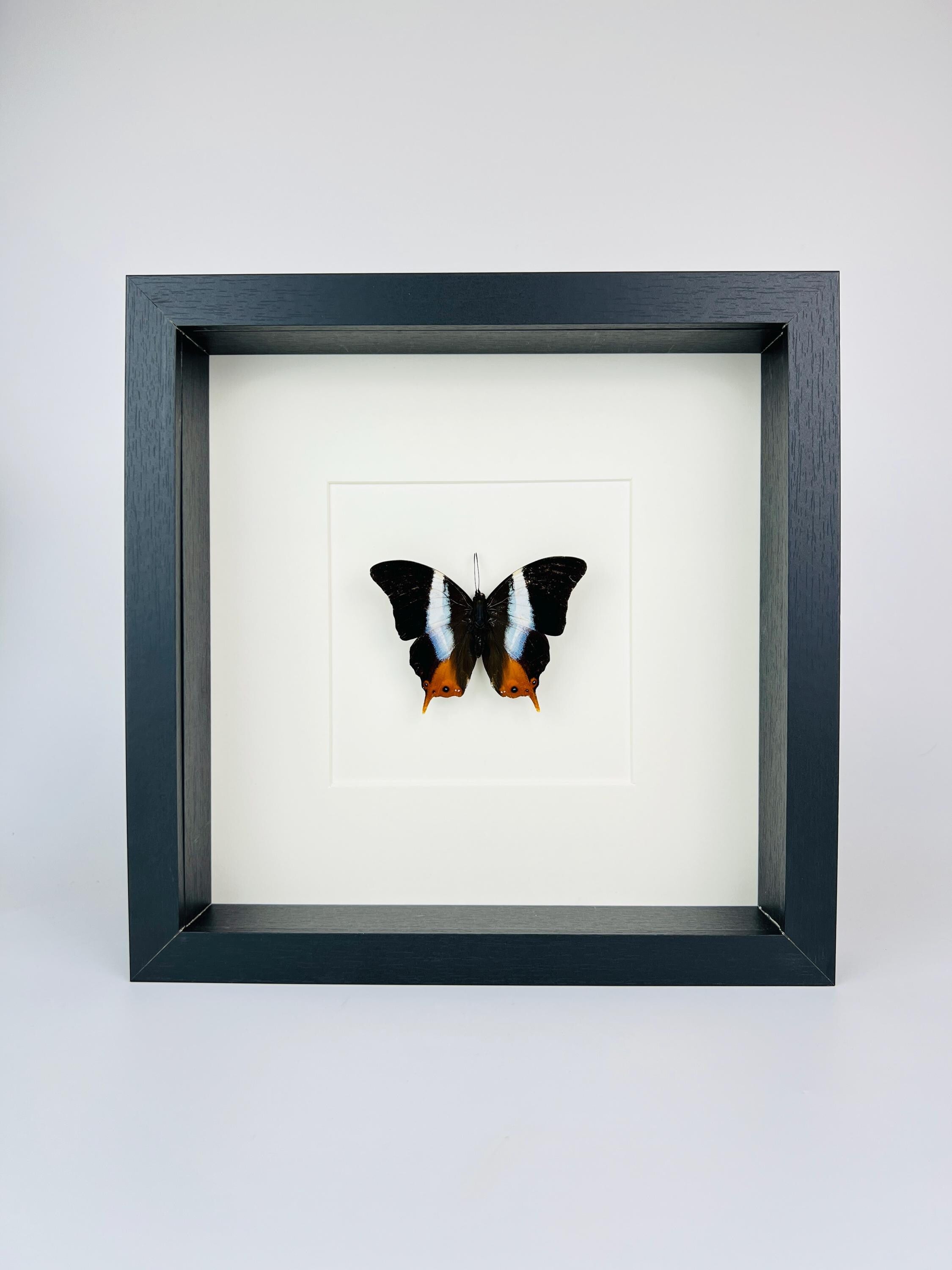 Palla Violinitens in lijst