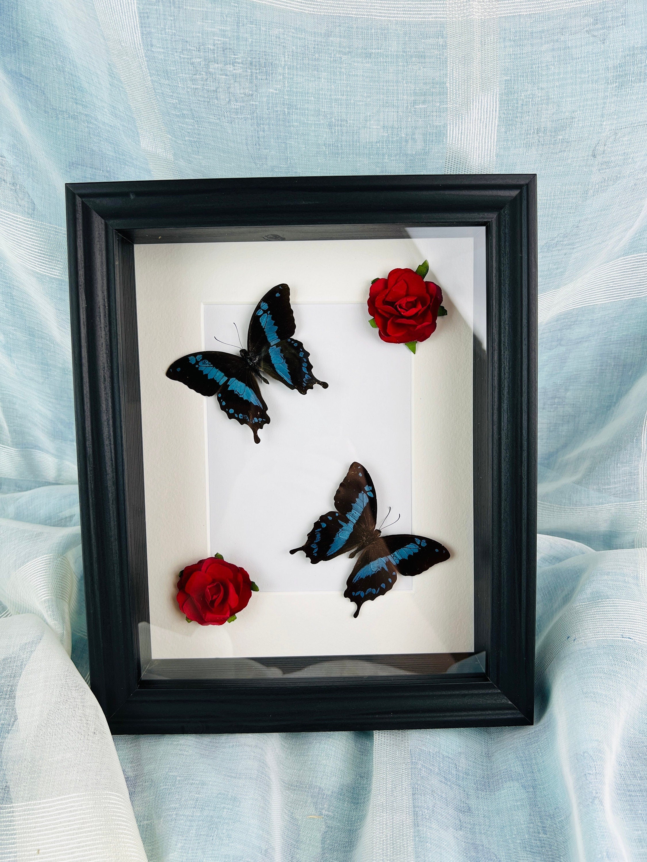 Papilio Oribazus met rozen in lijst