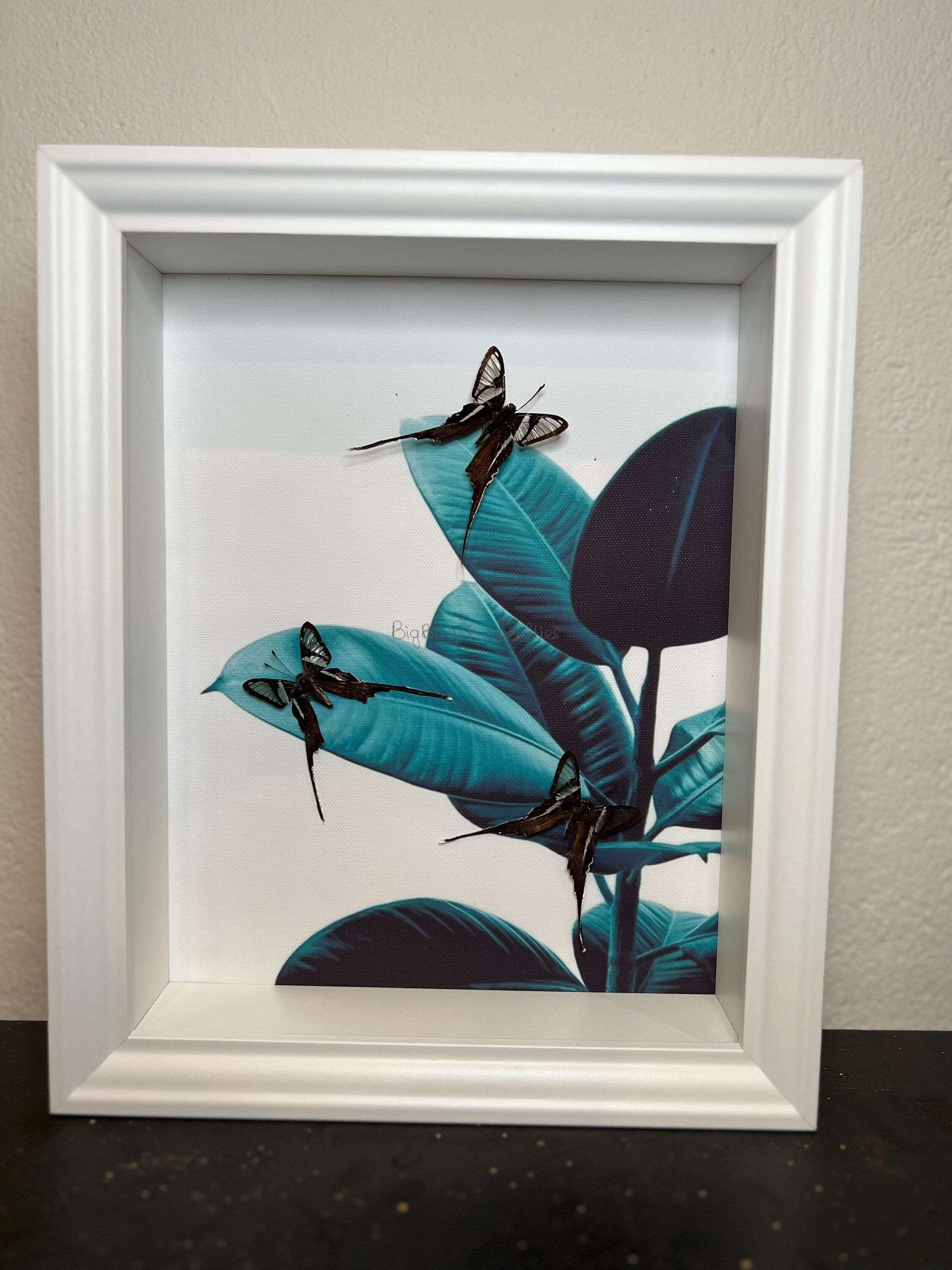 Lamproptera Meges in lijst