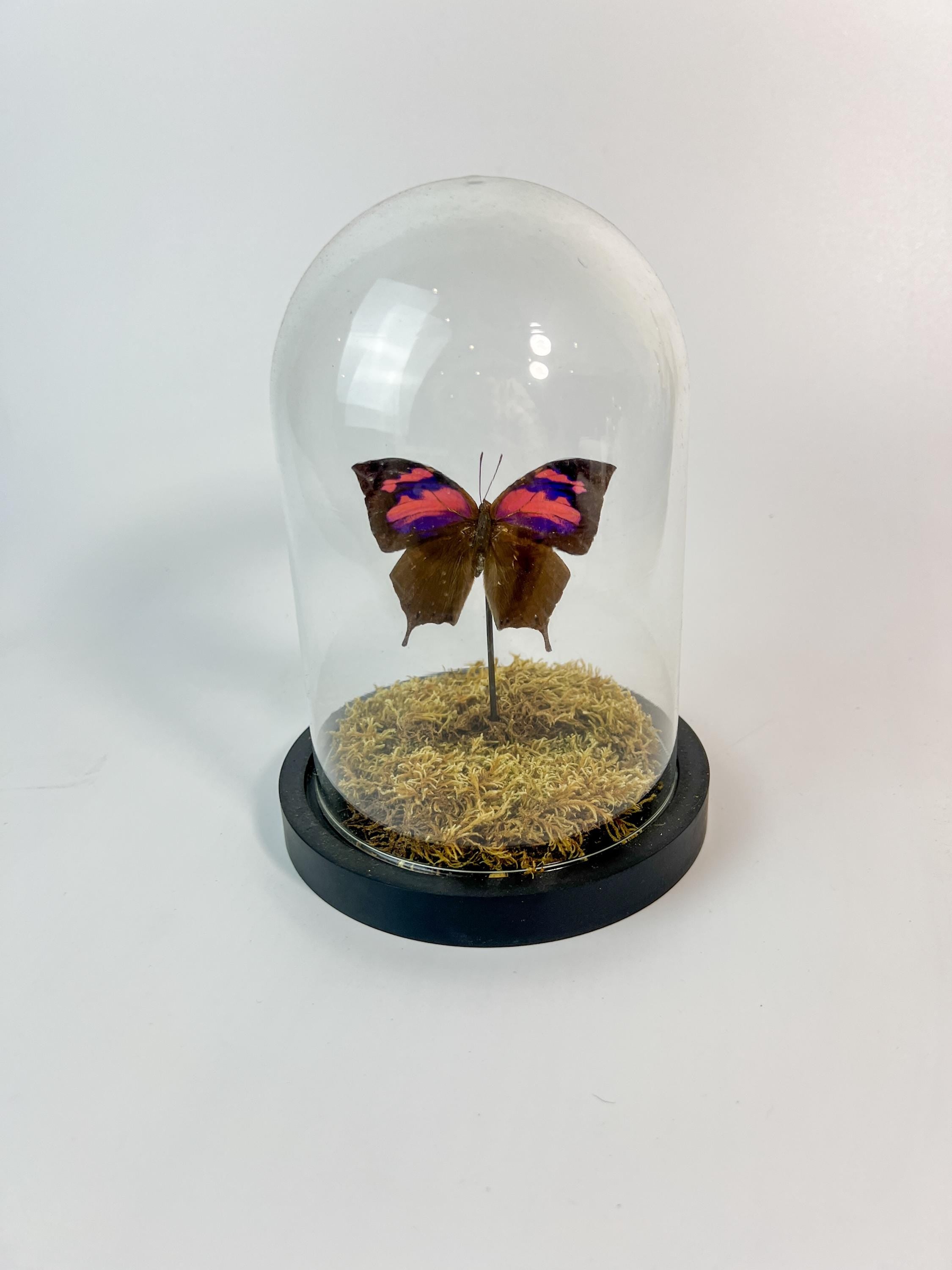 Anaea Nessus in einer Glasglocke