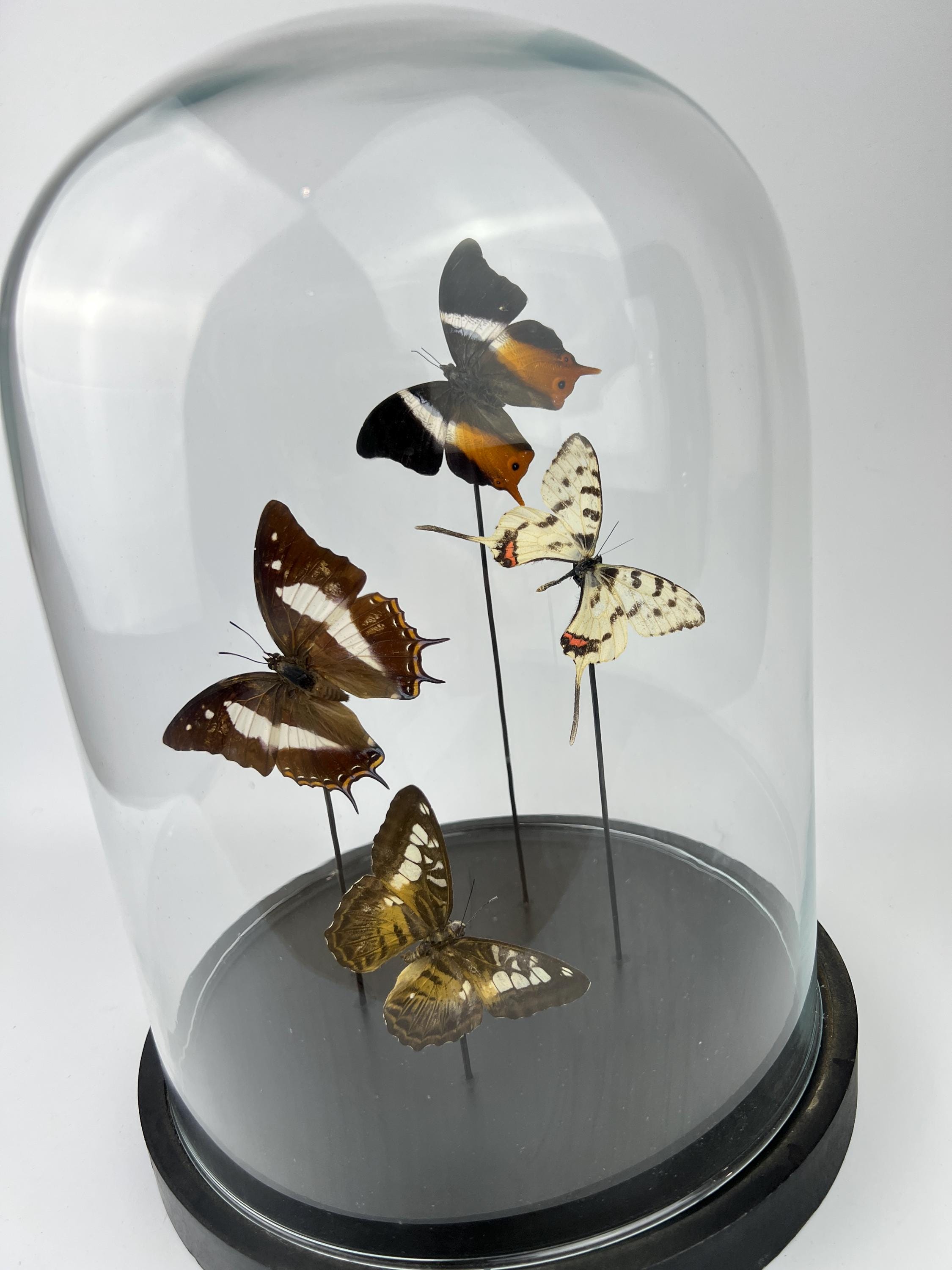 Mix vlinders in stolp