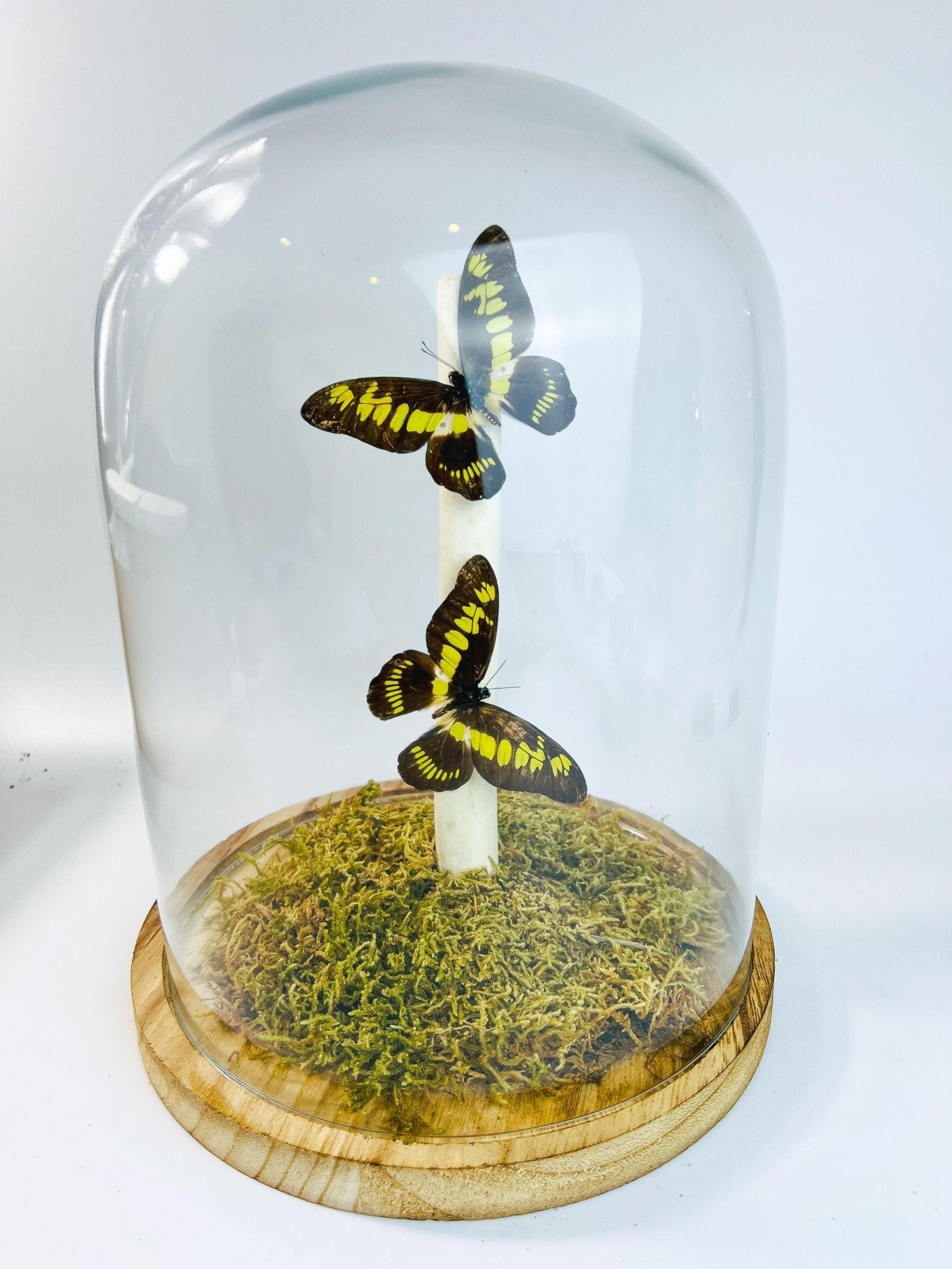 Papilio Latreillianus in einer Glasglocke von KEY LIME STORE