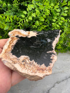 Zwarte Palmwortel fossiel (11 cm)