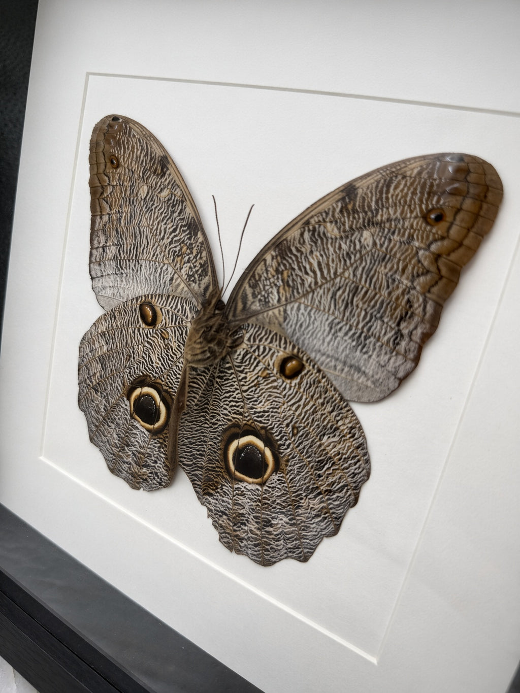 a large butterfly with brown and black wing patterns.